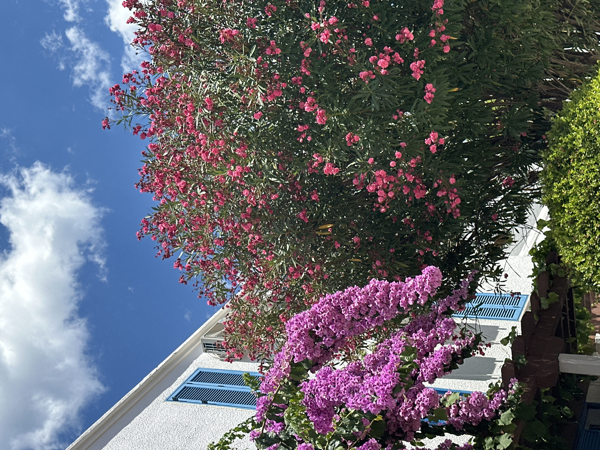 In Budva, Montenegro, a close-up shot captures the vibrant flora against a building and sky. A white textured wall with blue shutters dominates the left side, with an air conditioning unit visible above a window. Cascading purple bougainvillea flowers spill over a dark wooden pergola structure, which is partially obscured by lush green foliage. To the right, a large tree with abundant pink oleander flowers is in full bloom, its dense green leaves forming a thick canopy. The bright blue sky is adorned with fluffy white clouds.
