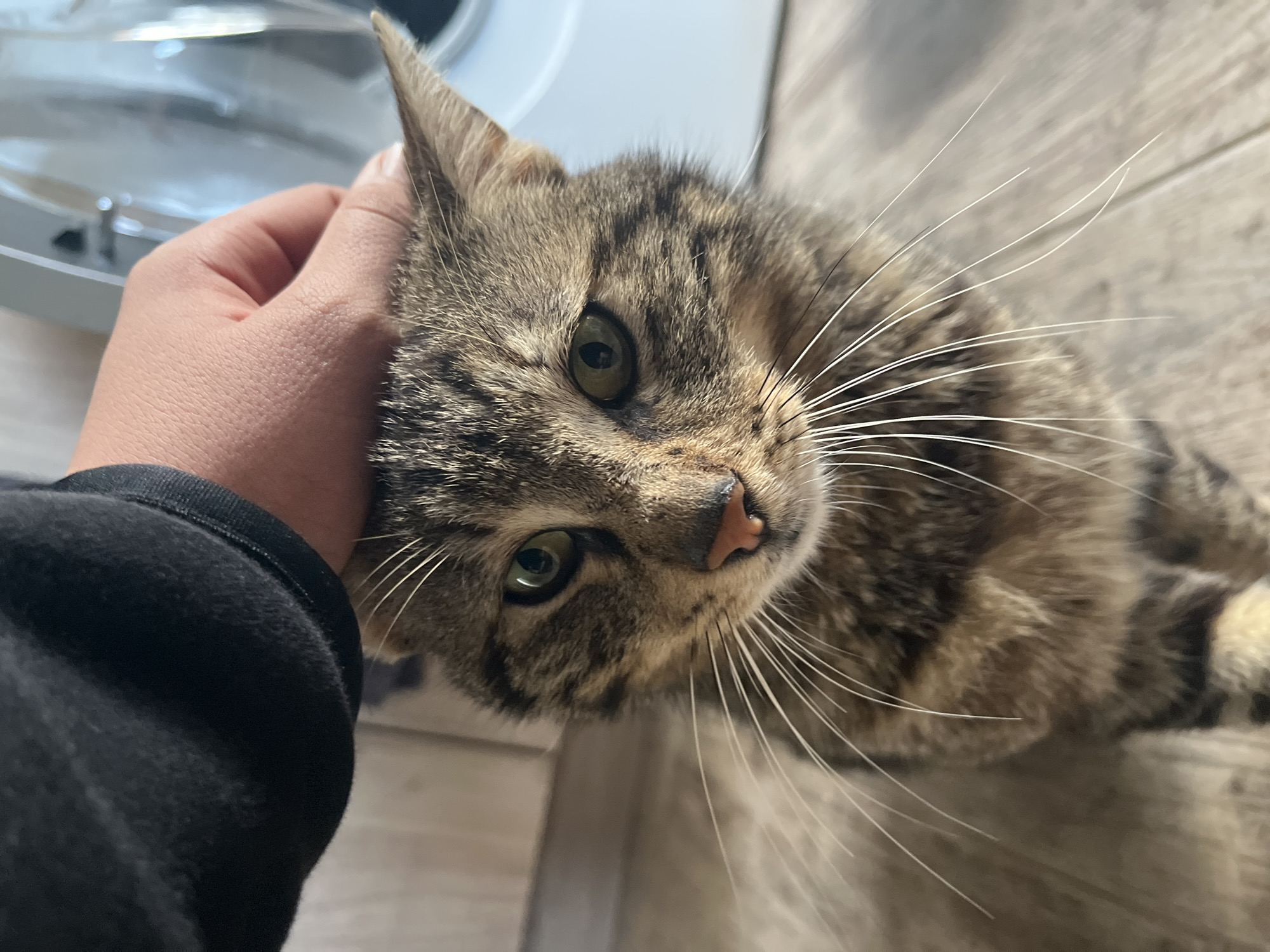 A close-up shot shows a tabby cat being petted by a person whose left hand is visible in the frame. The cat is positioned at an angle, with its head tilted towards the camera. The cat has green eyes, a pink nose, and prominent white whiskers. The person's hand rests on the cat's head. The background is blurred but appears to include a light-colored wooden surface and a white object. The location is presumed to be Turyan, Bulgaria.