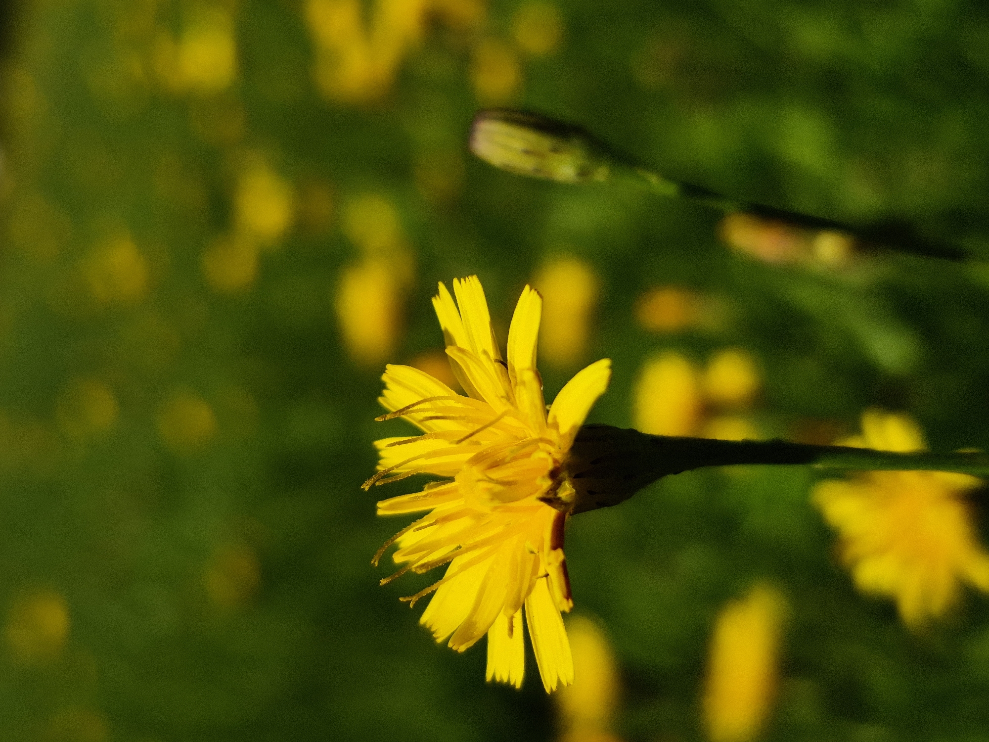A close-up, side profile shot focuses on a bright yellow flower with thin, pointed petals and a dark center, set against a blurred green background dotted with out-of-focus yellow specks. To the right of the main flower, a closed green bud with a purplish tip stands tall on a thin stem. The foreground and background are softly blurred, creating a shallow depth of field that emphasizes the sharp details of the flower in focus. The lighting suggests a bright, sunny day.