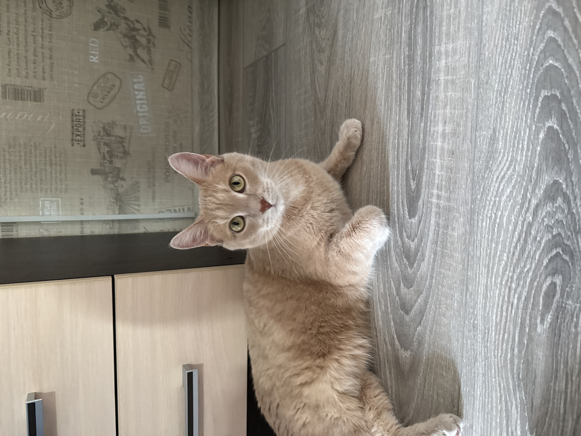 A medium shot shows a light orange cat lying on a gray wood laminate floor. The cat is looking up at the camera with green eyes. The cat's head is tilted. To the left, a light-colored cabinet with dark trim and silver handles is visible. Above the cabinet, a gray and black patterned wall covering can be seen. The OCR text on the wall covering includes words like "EXPORT," "ORIGINAL," "RED," and "Kiona." The location is identified as Chaikovsky, Russia, based on the available data.