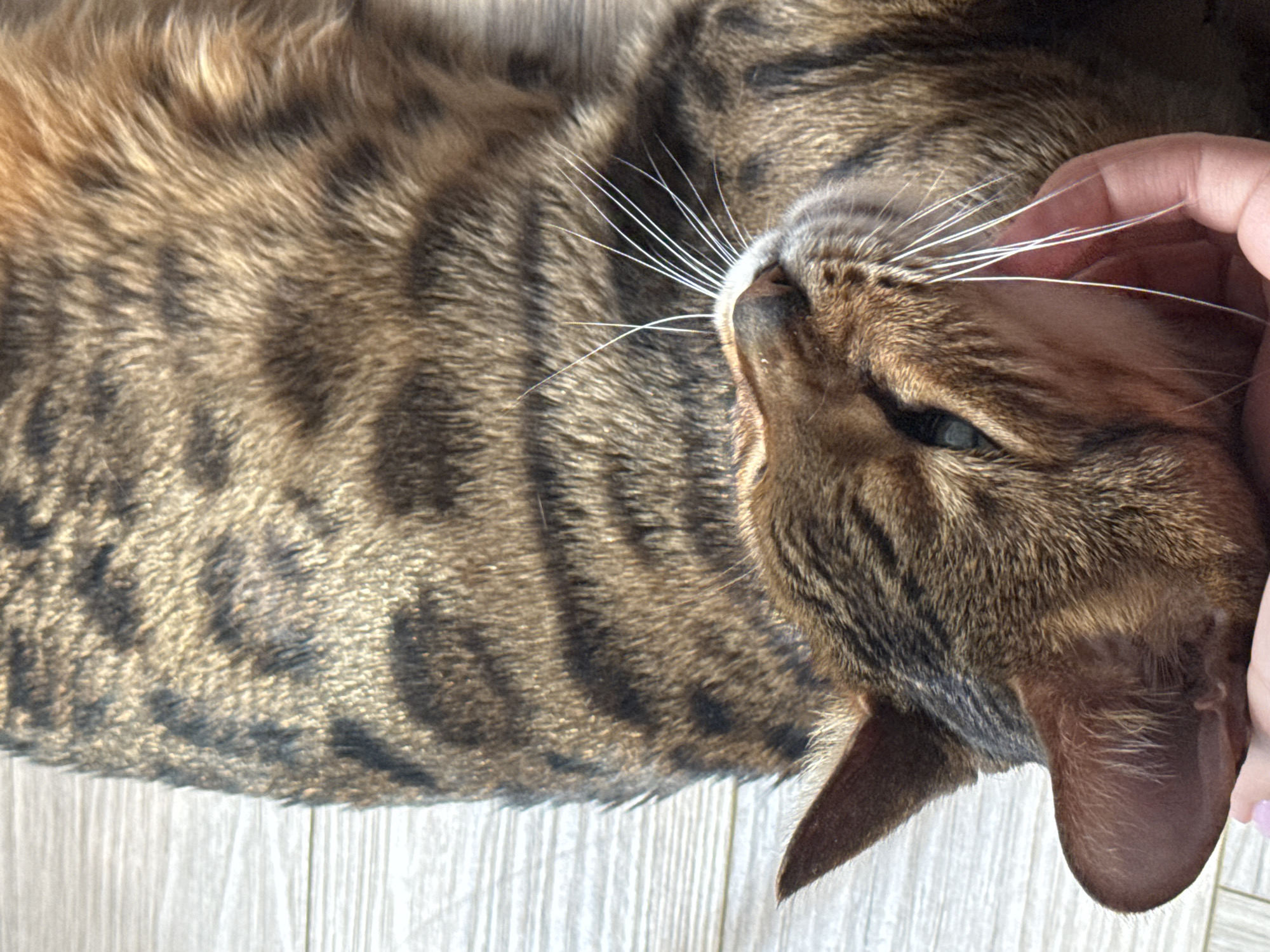 An extreme close-up shot shows a brown and black tabby cat lying on its back on a light-colored wooden floor. The cat's head is tilted upwards, and its eyes are closed. A person's hand, with a pink fingernail, is gently stroking the cat's face, just below its whiskers. The cat's fur is detailed, with distinct stripes and a golden sheen. The wooden floor has visible grain lines.