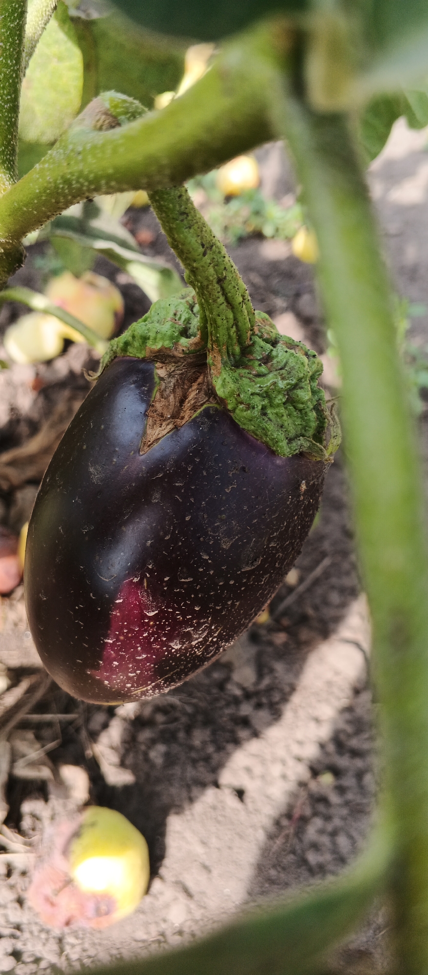 A close-up, eye-level, vertical shot shows a single, ripe eggplant hanging from its plant on a sunny day in Popivka, Ukraine. The eggplant is dark purple with a glossy sheen, and its stem is a textured green. Some small water droplets are visible on the surface of the eggplant. In the blurred background, more vegetation and the rich, brown soil of a garden are visible.