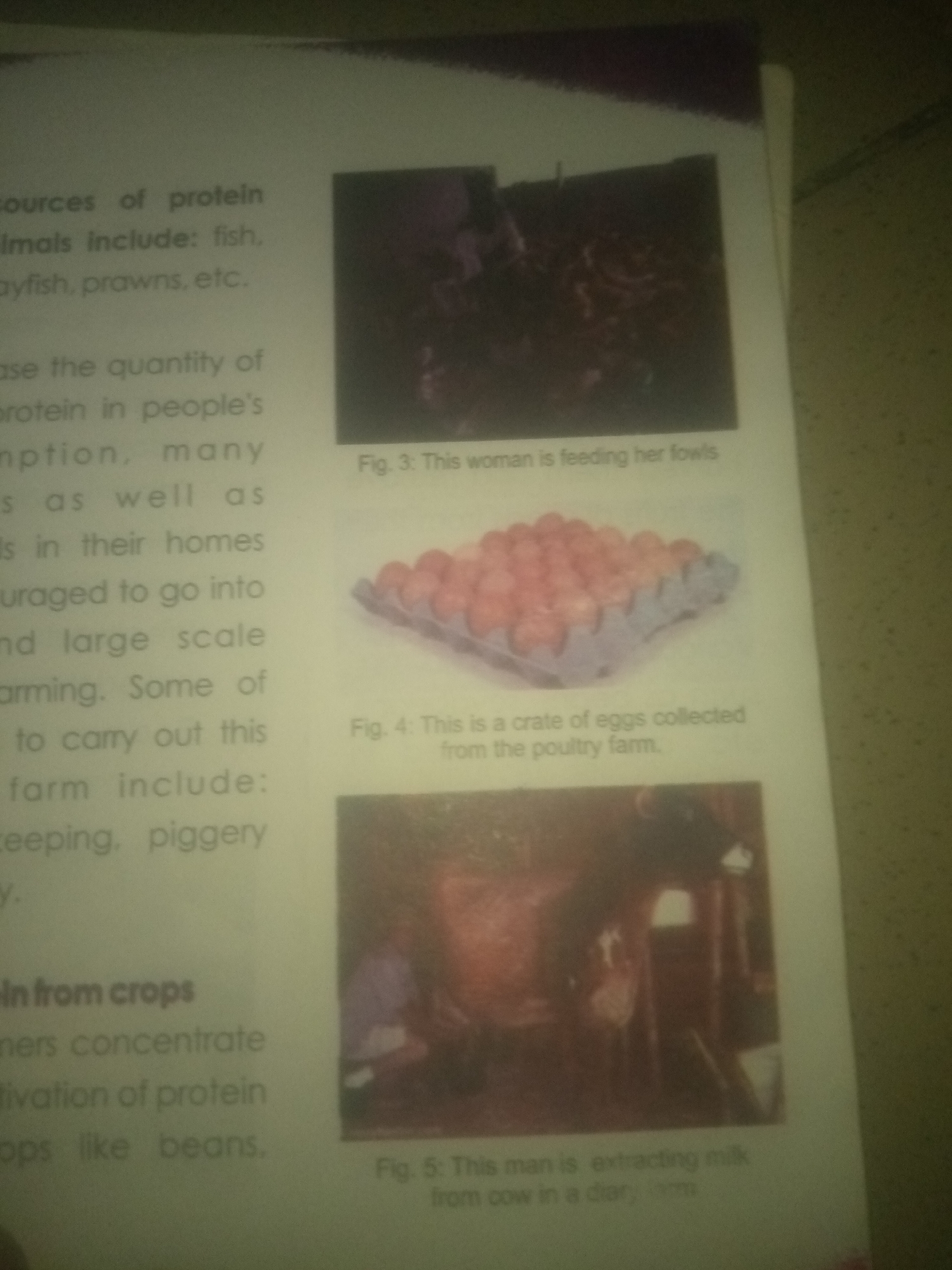 The image displays a page from a book or document, likely educational, with text and accompanying photographs. On the left side, there is text about protein sources. It mentions that animal sources include fish, crayfish, prawns, etc. It also discusses increasing protein in people's diets and farming practices. The text lists poultry farming, piggery, and other farm types. On the right side, there are three photographs.
The first photograph, labeled "Fig. 3," shows a woman feeding fowls. The second photograph, labeled "Fig. 4," displays a carton of eggs, described as collected from a poultry farm. The third photograph, labeled "Fig. 5," depicts a man extracting milk from a cow in a dairy. The overall impression is a collection of information and visuals related to protein sources and farming.