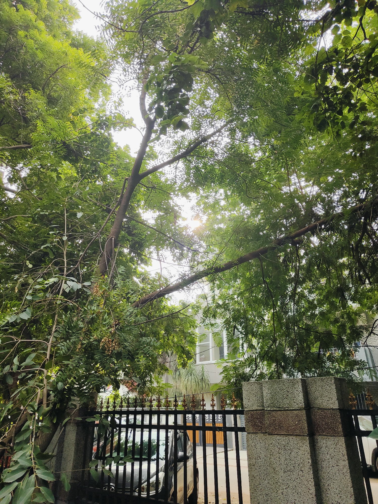 The image depicts a view looking upwards through the canopy of lush green trees in Gurgaon, India. Sunlight filters through the leaves, creating a dappled effect. In the background, a building with white-framed windows is partially visible. A black metal fence with decorative gold finials runs along the bottom of the frame, partially obscuring a grey car parked behind it. The fence is supported by pillars constructed of speckled grey stone. The scene appears to be a residential area or a street in Gurgaon.