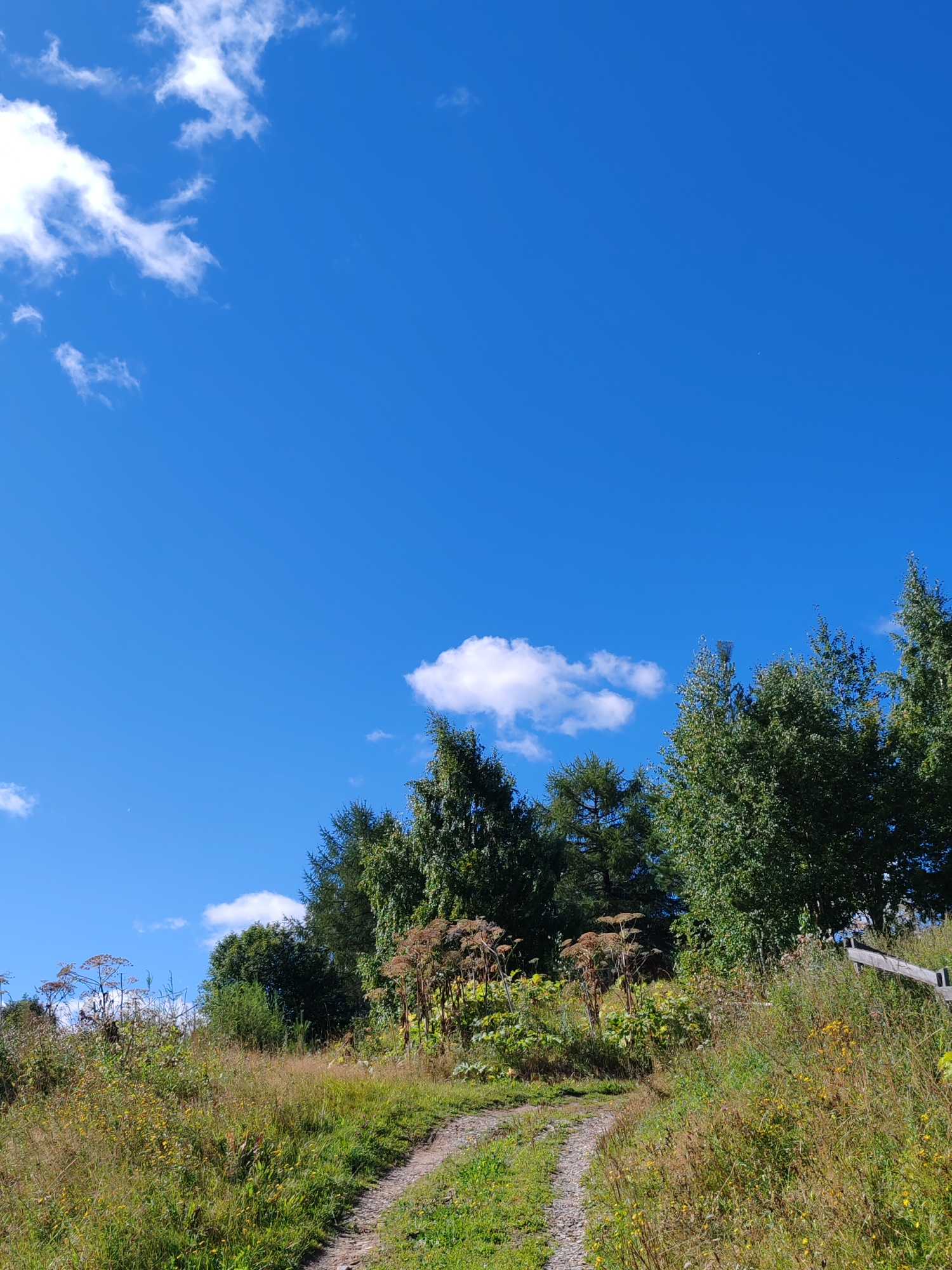 A dirt path winds through a grassy, uncultivated hillside under a bright blue sky with scattered white clouds. Various types of trees, including pines and deciduous trees, form a dense treeline along the crest of the hill. Wild grasses and flowering plants, some with dried seed heads, grow on either side of the path. A weathered wooden fence is partially visible on the right side of the image, overlooking the hillside. The scene appears to be a natural, rural setting, possibly a park or undeveloped area within or on the outskirts of Чухлэм, Russia. There are no people or animals visible.
