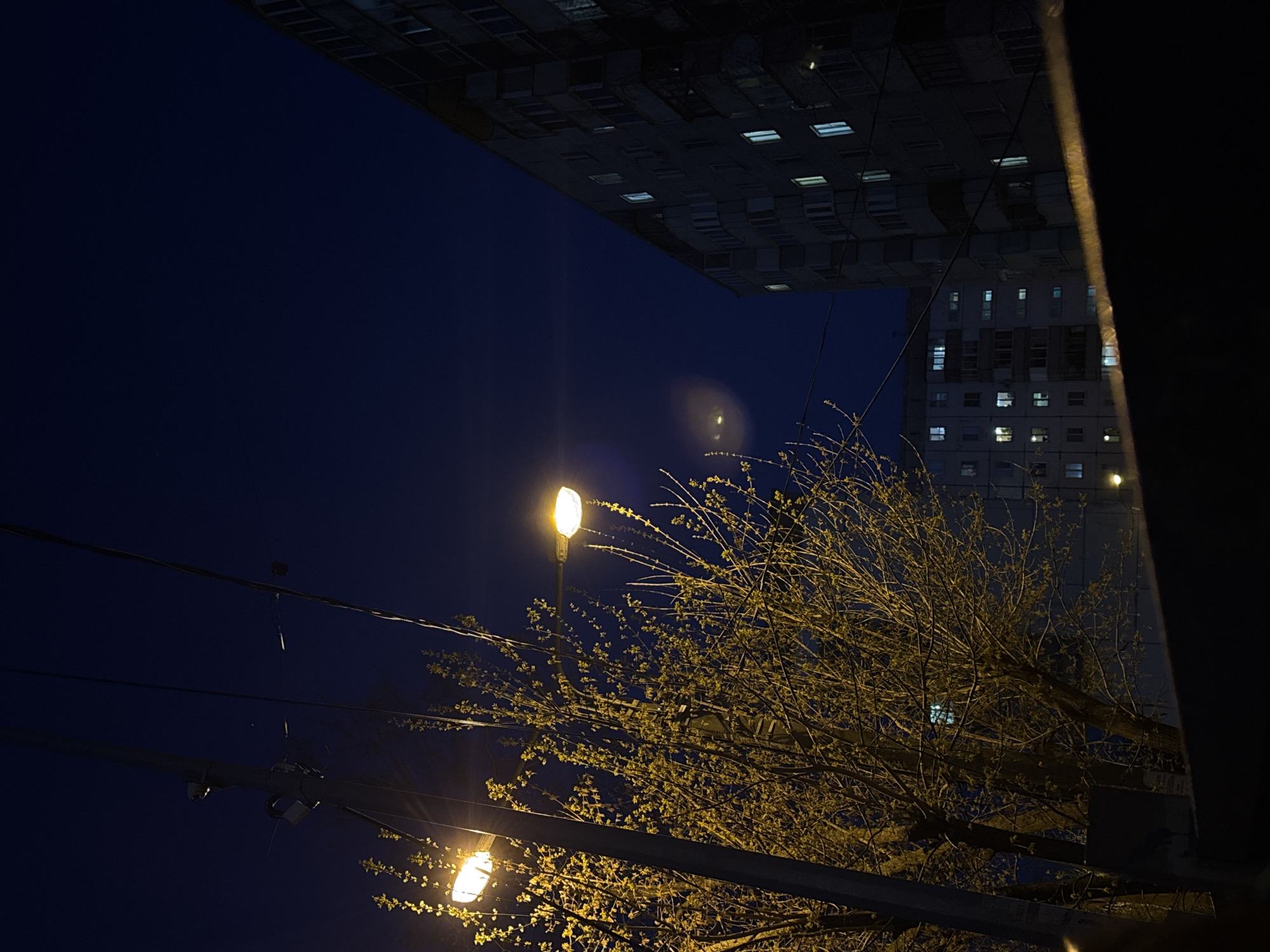 The image depicts a night scene in Perm, Russia. The sky is a dark blue. Two street lights illuminate a tree with bare branches and budding leaves, casting a warm yellow glow. Power lines are visible against the dark sky. Tall buildings with illuminated windows flank the scene, one above and one to the right of the tree. The photograph appears to have been taken from an interior location looking out, evidenced by a dark frame on the right side of the image.