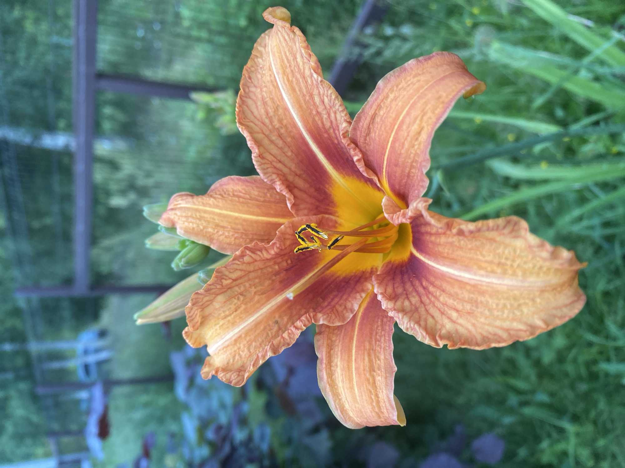 A close-up, eye-level shot shows a vibrant orange daylily with ruffled petals and a yellow center, blooming outdoors in Lindo-Pustyn' (Kantaurovskii S/S), Russia. The flower is the primary subject, with its detailed texture and coloration sharply in focus. The background is softly blurred, featuring green grass, dark foliage on the left, and a wooden fence with posts in the distance, suggesting a garden or yard setting. The lighting appears natural, indicating it was taken during the daytime. There are no people or animals visible in the frame.
