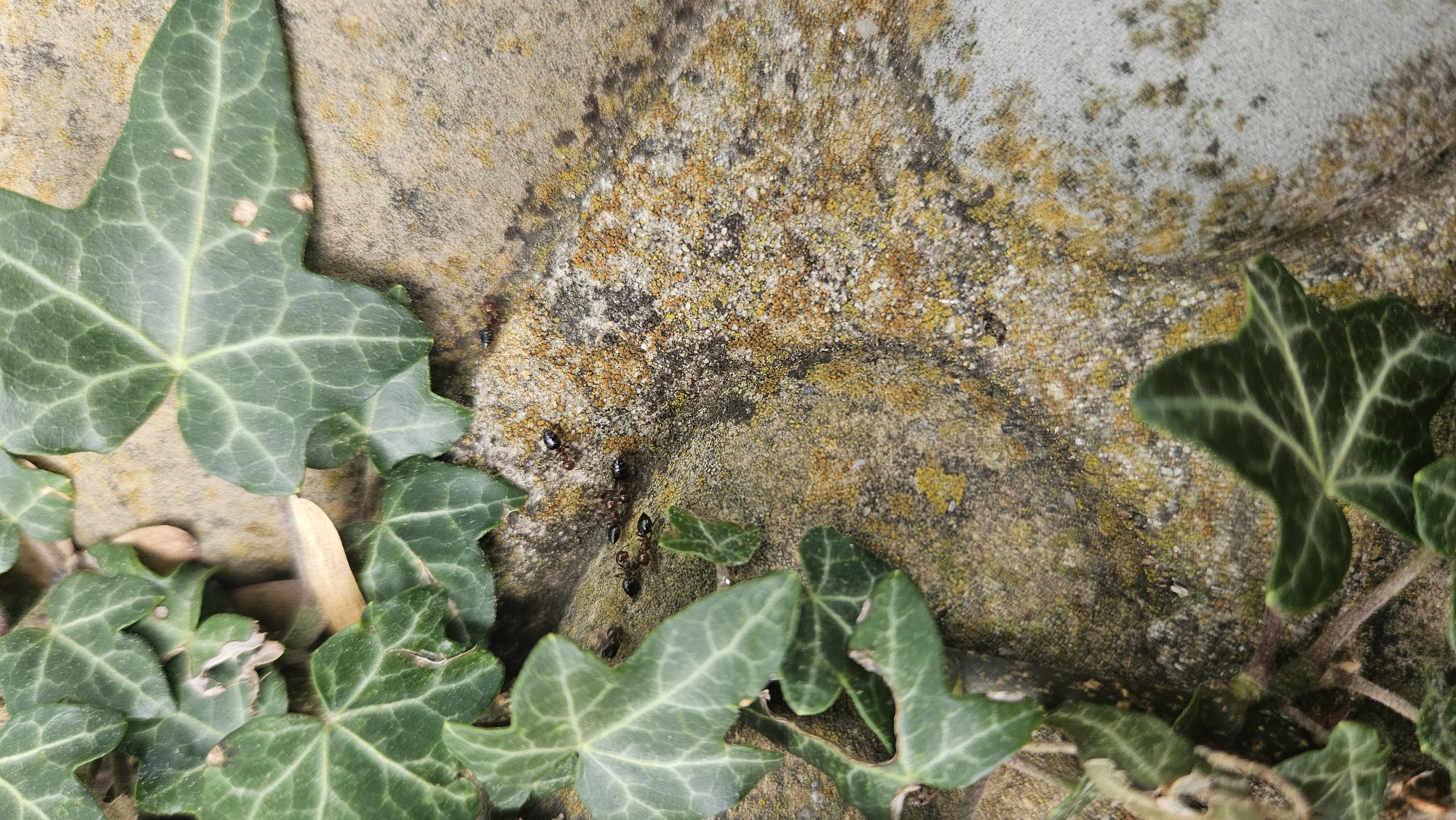 In an outdoor environment, likely in the city of Dyurso, Russia, a close-up view reveals a section of a stone surface partially covered by green ivy leaves. The stone exhibits texture and discoloration, with patches of yellowish-orange lichen. Several ants are visible on the stone surface. Specifically, there is a cluster of four ants near the center-left of the frame, with one ant slightly separated to the right. Another ant is positioned further to the right, near the top edge of the cluster. The ants are dark in color. The ivy leaves are vibrant green with prominent veining.