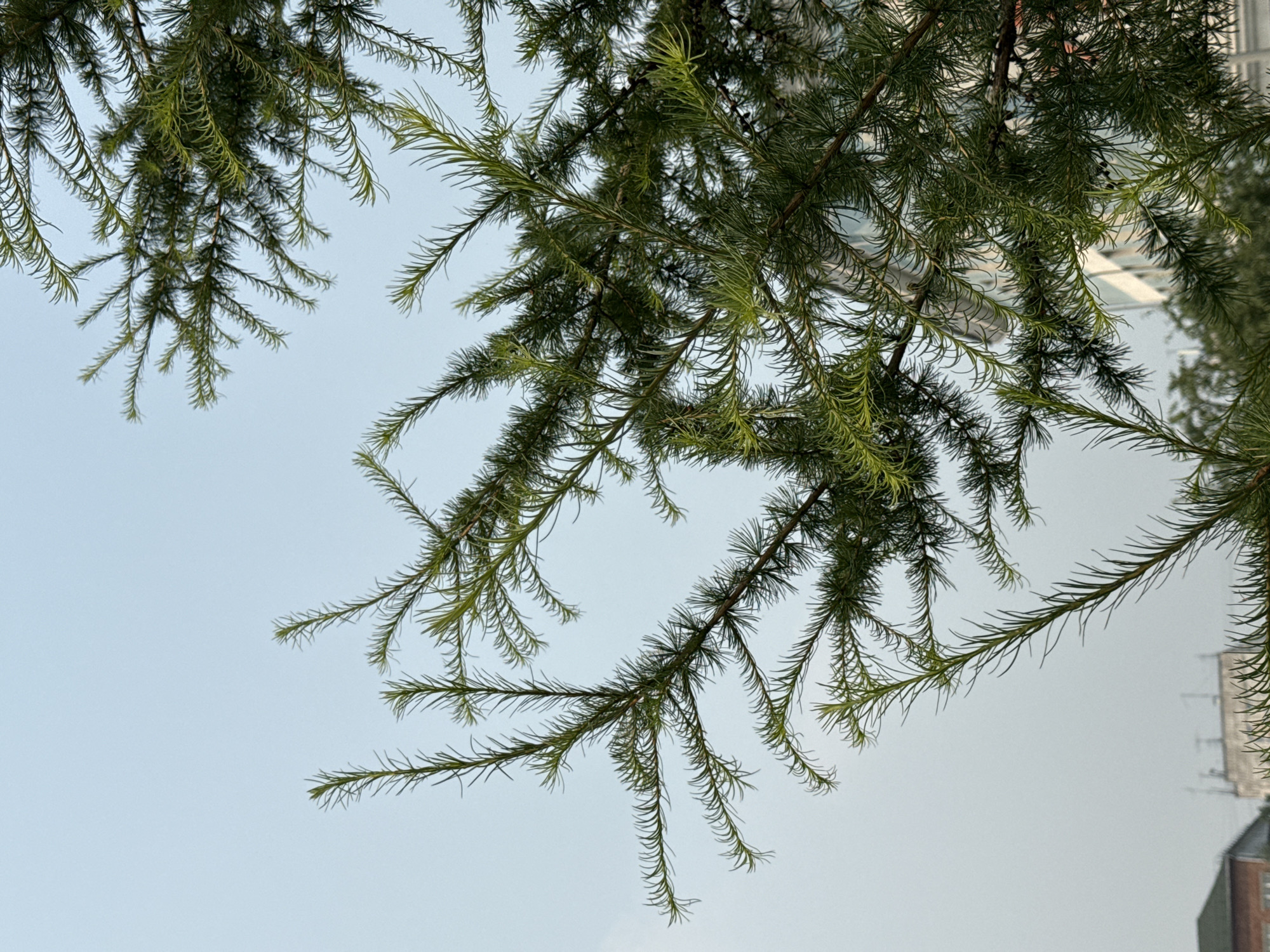 The image displays a close-up view of a conifer tree's branches against a pale sky. The branches are densely covered with fine, needle-like leaves, creating a feathery texture. The background reveals the upper portion of buildings, suggesting an urban environment. The lighting indicates it is daytime, possibly overcast or early morning/late afternoon. The specific location in Krasnoyarsk, Russia, cannot be determined from the visual information alone. There are no people or specific actions depicted in the image.