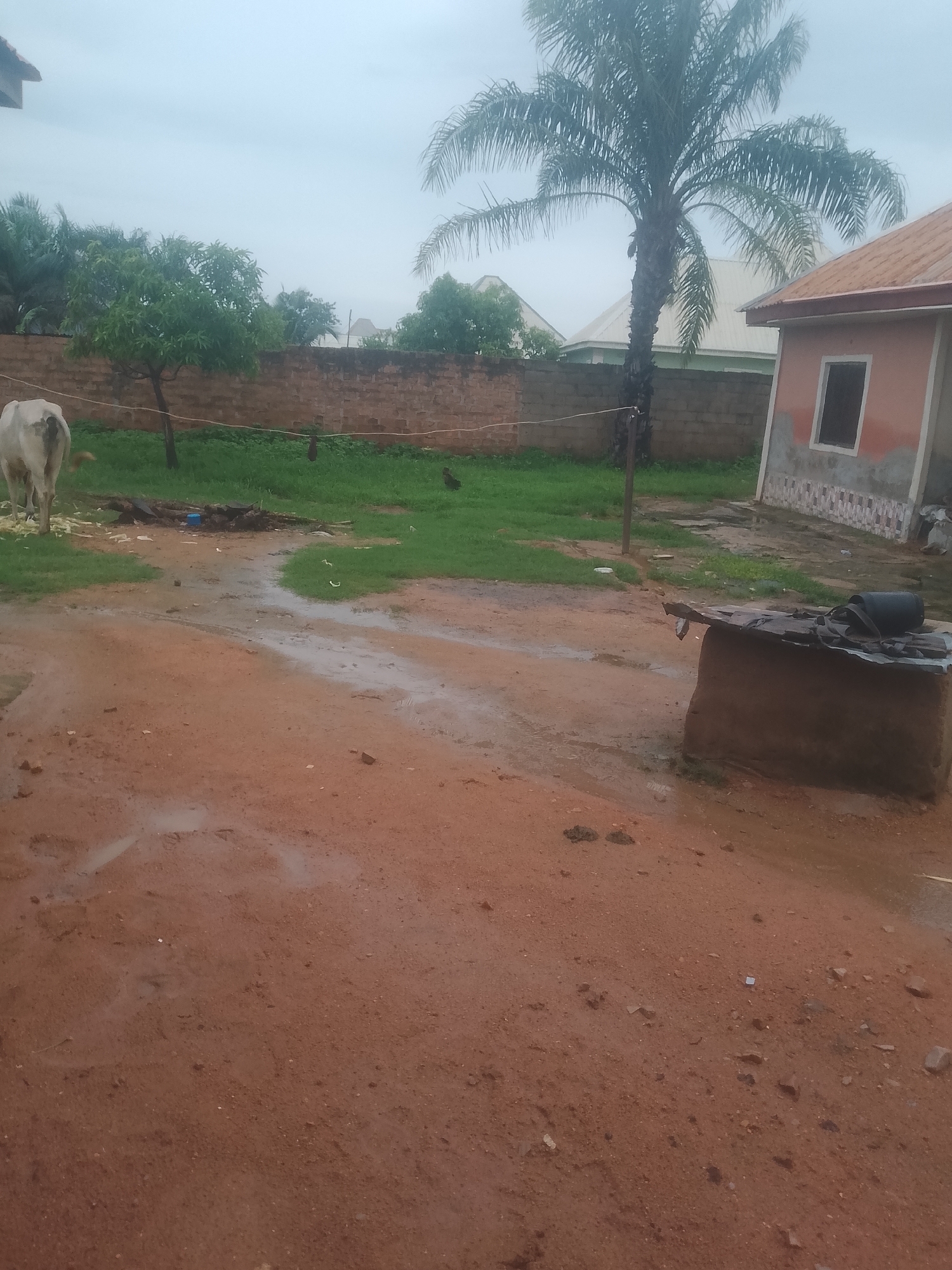 The image depicts an outdoor scene under a cloudy sky, likely after rain given the wet, reddish-brown soil and puddles in the foreground. In the mid-ground, a white cow is visible from the rear, standing on a patch of green grass. Behind the cow, a brick wall separates the grassy area from a residential section where several buildings with tiled roofs are situated. A tall palm tree stands prominently to the right of the frame, with a portion of an orange-hued building adjacent to it. To the right of the grassy area, a rudimentary structure made of mud and topped with corrugated metal and a black object, possibly a tarpaulin or bag, serves as a raised platform or table. The environment appears to be rural or semi-rural, consistent with a location in Jauro Yinu, Nigeria. There are no visible people in the image.