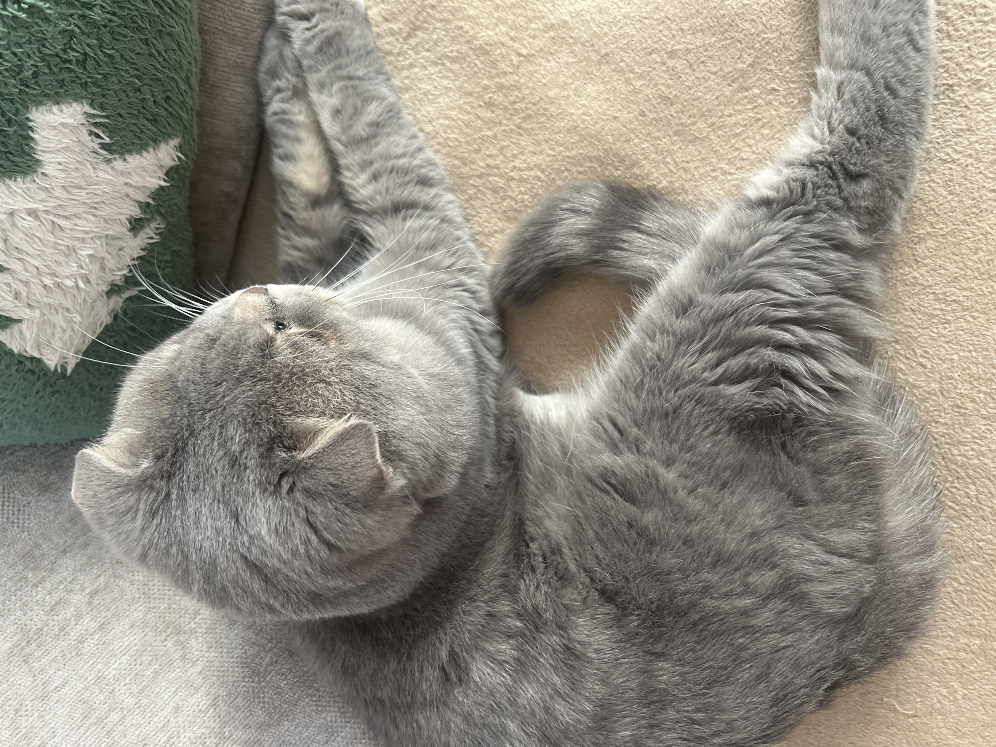 A grey cat is lying on a beige couch, with its head turned to the left and its paws stretched out above it. The cat has long white whiskers and its eyes are closed. A green blanket with white stars is visible on the left side of the image. The lighting suggests it is daytime.