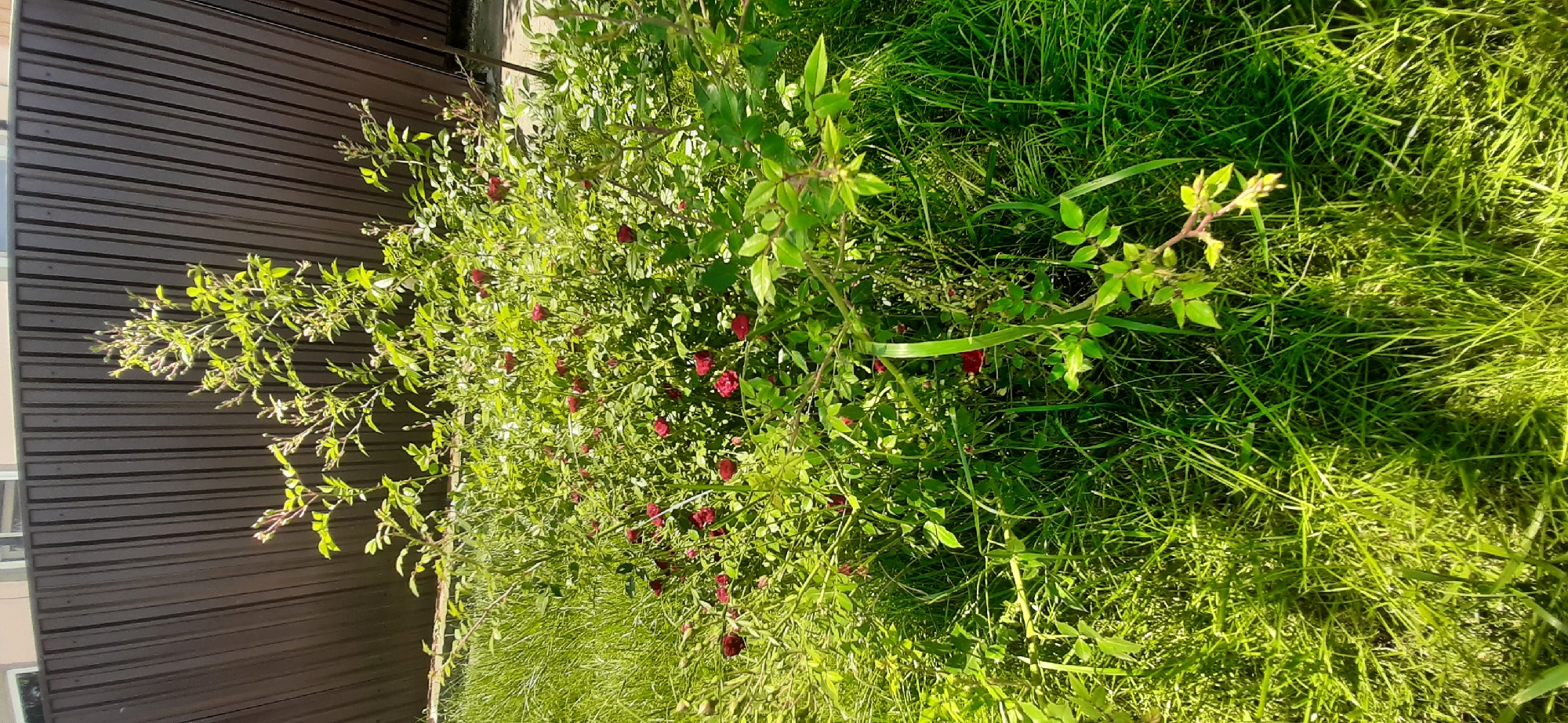 The media file depicts a rose bush with numerous small, dark red roses and green leaves, positioned in front of a dark brown, slatted fence. The bush is surrounded by lush green grass, suggesting an outdoor setting. The lighting indicates it is daytime, with sunlight casting shadows and highlighting the grass, creating a vibrant, natural scene. The image appears to be taken in a garden or yard. There are no people or text visible. The overall impression is one of natural beauty and abundance, with the roses being the primary focus against the backdrop of greenery and the fence. The location context is Yessentukskaya, Russia.