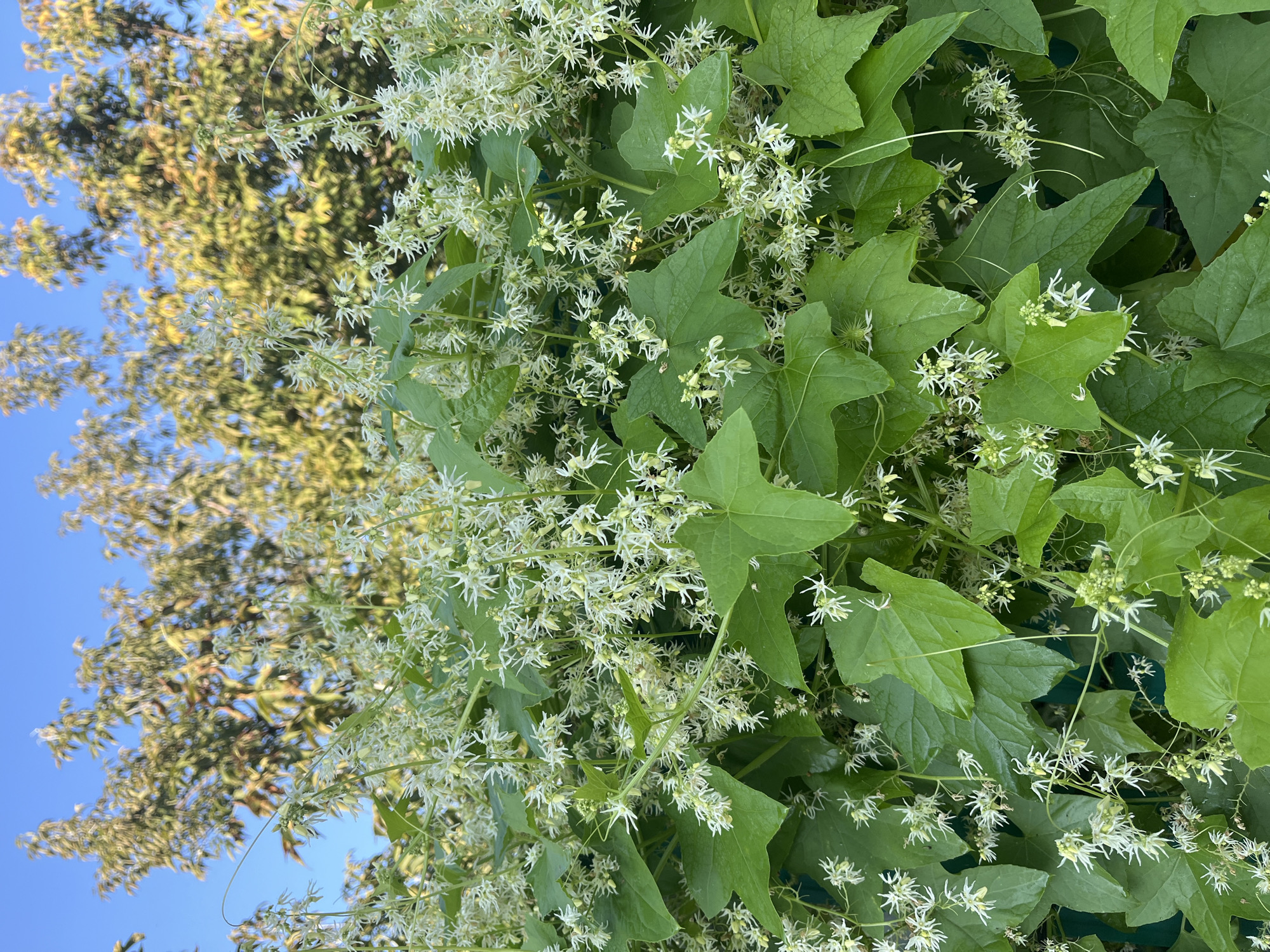A close-up, vertical, eye-level shot captures a dense, green vine covered in small, white, star-shaped flowers. The vine is in the foreground, with large, heart-shaped leaves interspersed among the blooms. Behind the vine, out of focus, is a backdrop of green and yellow foliage from trees, set against a clear blue sky. The image is set in an outdoor environment in the city of Blagoveshchensk, Russia.