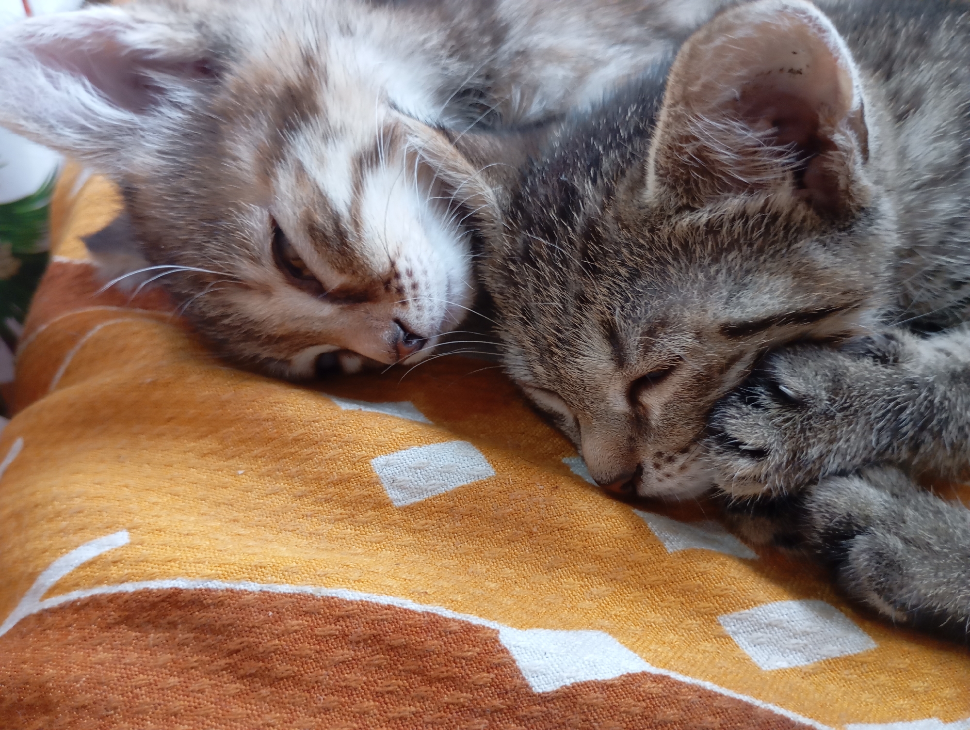 Two tabby kittens are sleeping close together on a folded orange and brown patterned towel. The kitten on the left has lighter brown and tan coloring, while the kitten on the right has darker gray and brown fur. Both kittens have their eyes closed and appear to be resting comfortably. The location is Unknown, Unknown.