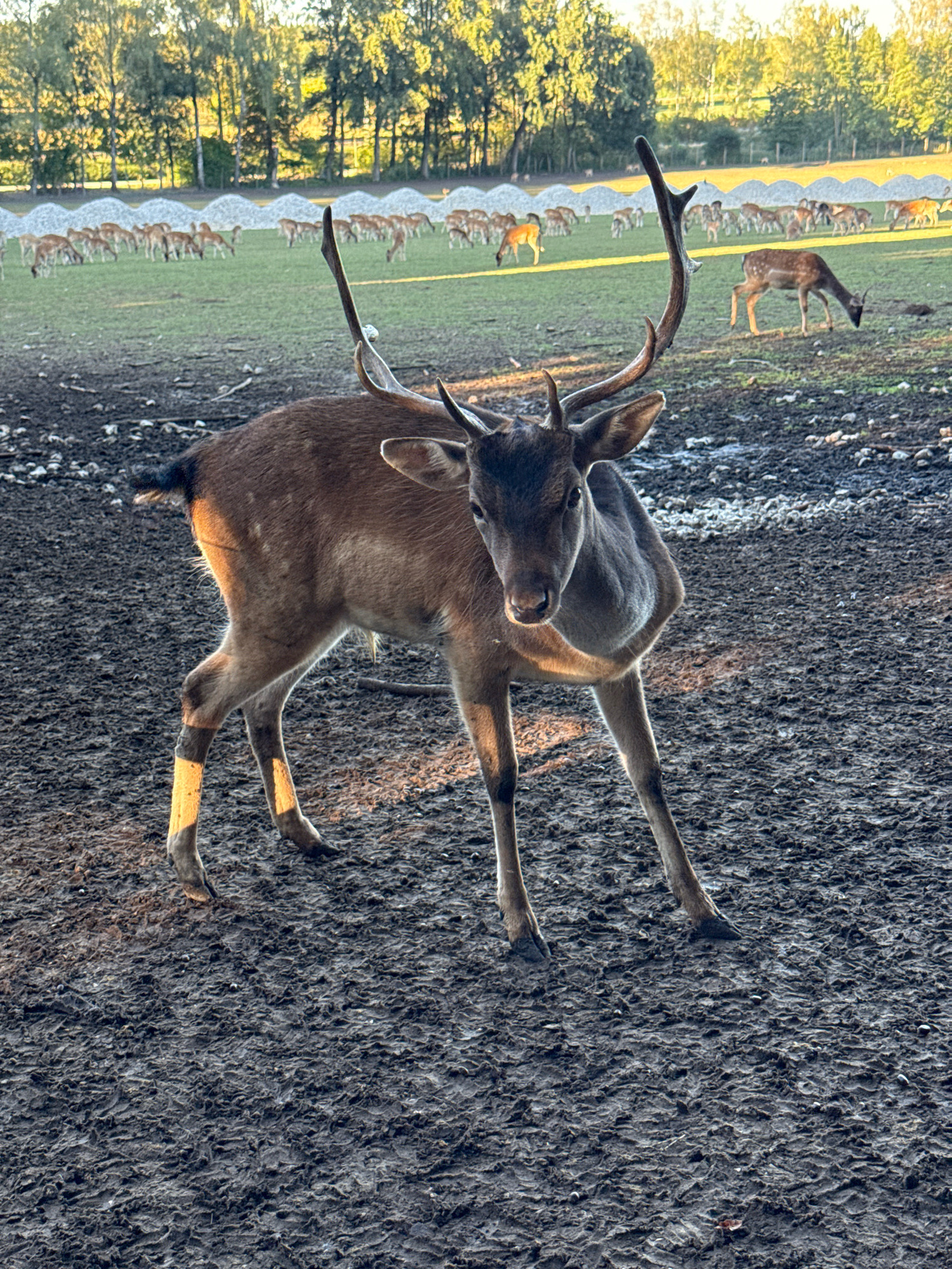 The image depicts a fallow deer standing in a muddy enclosure at the Tierpark Hellabrunn, a zoological garden in Munich, Germany. The deer is facing the camera and is the primary subject of the photograph. In the background, a herd of other fallow deer is visible grazing in a grassy field, with a line of trees forming the horizon. The enclosure appears to be outdoors, with natural lighting suggesting it is daytime. The mud on the ground is textured and appears wet.
