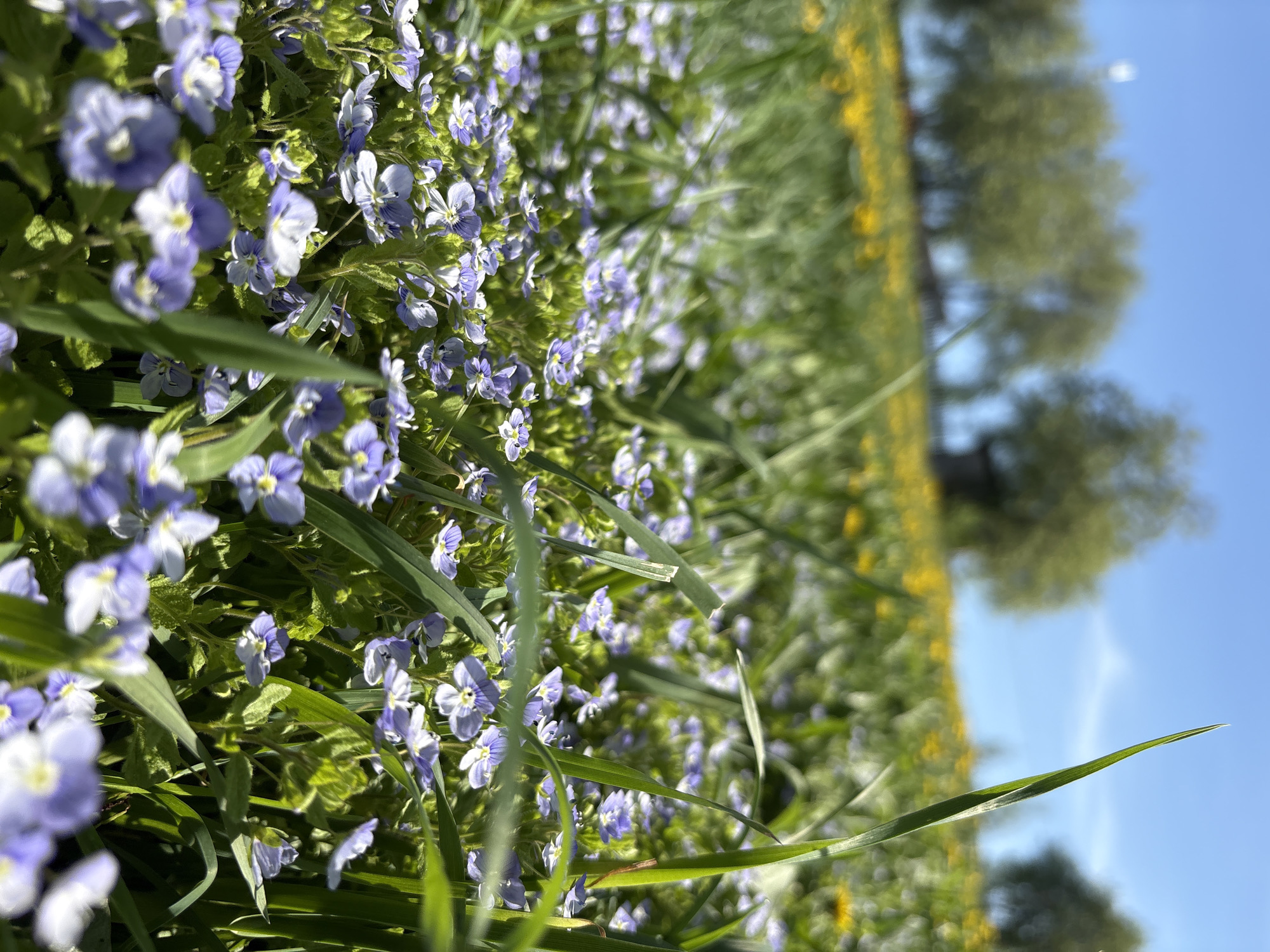 The image presents a close-up view of a grassy field in Nizhnyaya Chermoda, Russia, filled with small, light purple flowers. The perspective is low to the ground, with the flowers appearing in sharp focus in the foreground. The background features a blur of yellow flowers, trees, and a blue sky. The image suggests a sunny day in a natural or semi-natural setting. There are no people visible.
