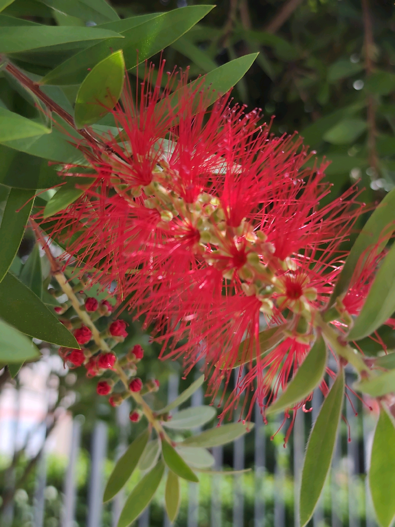 The image shows a close-up of a vibrant red bottlebrush flower, also known as Callistemon, in full bloom. The flower's stamens are long and prominent, creating a spiky, brush-like appearance. The petals are a deep red, and the flower is surrounded by long, slender green leaves. In the background, out of focus, is a blurred image of a grey metal fence, suggesting an outdoor setting, possibly a park or garden. The overall impression is of a bright, natural scene, with the vivid red of the flower being the dominant element. There are no people or animals visible in the image. The location of Sochi, Russia, is not discernible from the visual information provided in the image.
