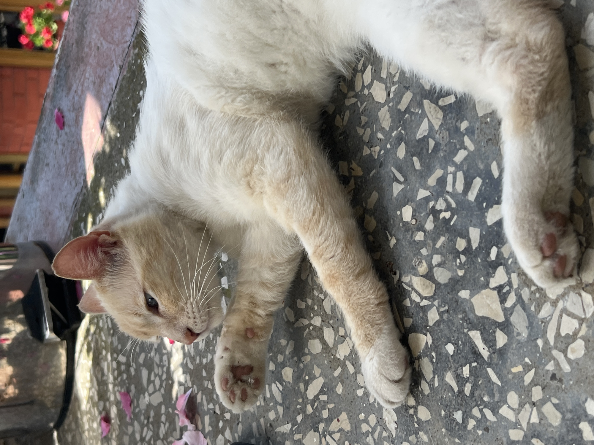 A cream-colored cat with white fur lies on a speckled, grey concrete surface. The cat is positioned on its side, facing left, with its head turned to look forward. Its paws are visible, with pink pads. Scattered pink flower petals are present on the surface around the cat. In the upper left background, a portion of a stainless steel trash can is visible. The environment appears to be outdoors, with dappled sunlight suggesting it is daytime. The cat's fur shows light brown markings, particularly on its ears and parts of its body. The concrete surface is uneven and textured.