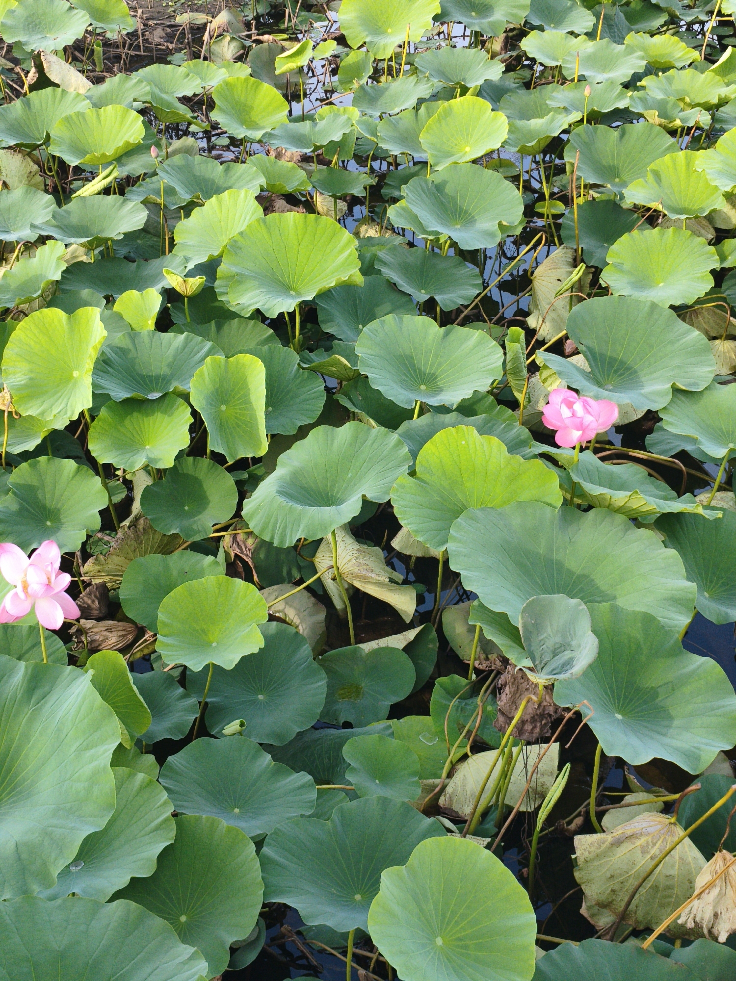 The image depicts a dense field of vibrant green lily pads floating on dark water, with two delicate pink lotus flowers in bloom. The lily pads are large and round, with visible veins, and are arranged in overlapping layers. The lotus flowers, one in the lower left and another towards the center right, display multiple petals and a budding center. The water's surface is mostly obscured by the foliage, but some dark patches suggest depth. The scene is naturally lit, with the sunlight highlighting the textures and colors of the plants. The environment appears to be a tranquil pond or shallow lake, possibly in the vicinity of 新城村 (Xincheng Village), China, given the context. No people or animals are visible in the frame.