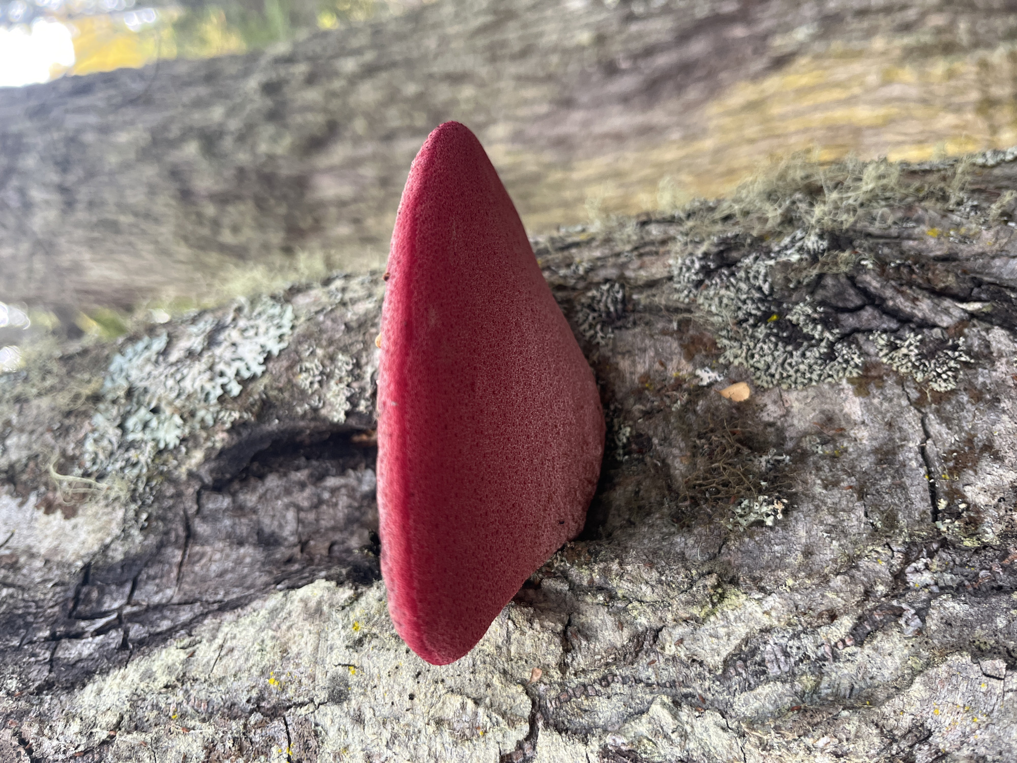 A close-up shot depicts a vibrant red bracket fungus growing perpendicularly from a tree branch. The branch is covered in gray lichen and has a rough, textured bark. The background is blurred, suggesting a natural setting, possibly within a forest or wooded area.