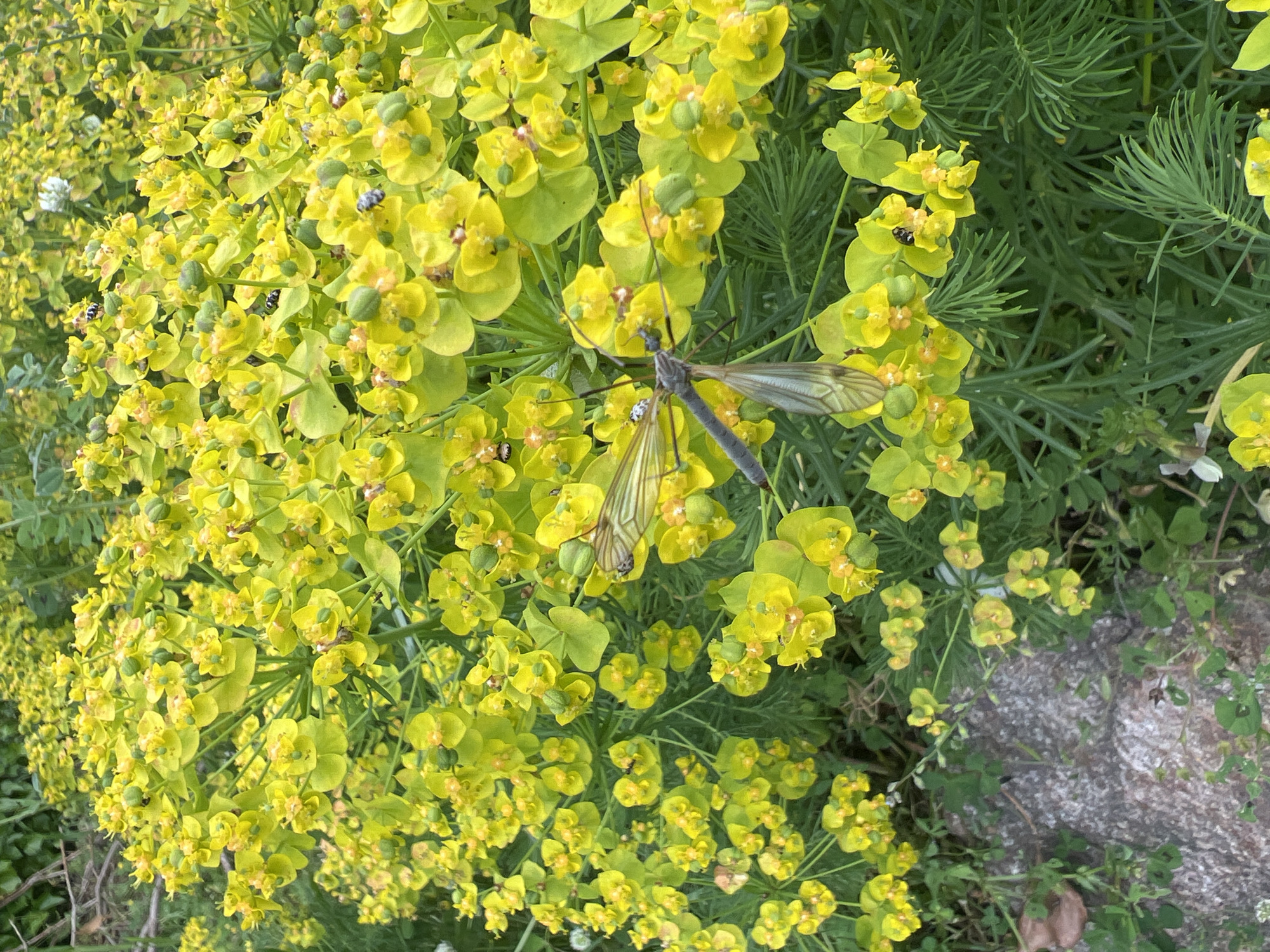The image shows a cluster of bright yellow flowers, likely a type of Euphorbia, with numerous small insects and one large crane fly resting on the blossoms. The plant is growing outdoors. The location is presumed to be in Zelenikovo, Bulgaria based on the request. The surrounding vegetation includes other green plants with needle-like leaves. There is a stone object at the lower right of the image, and some white flowers are visible in the background.