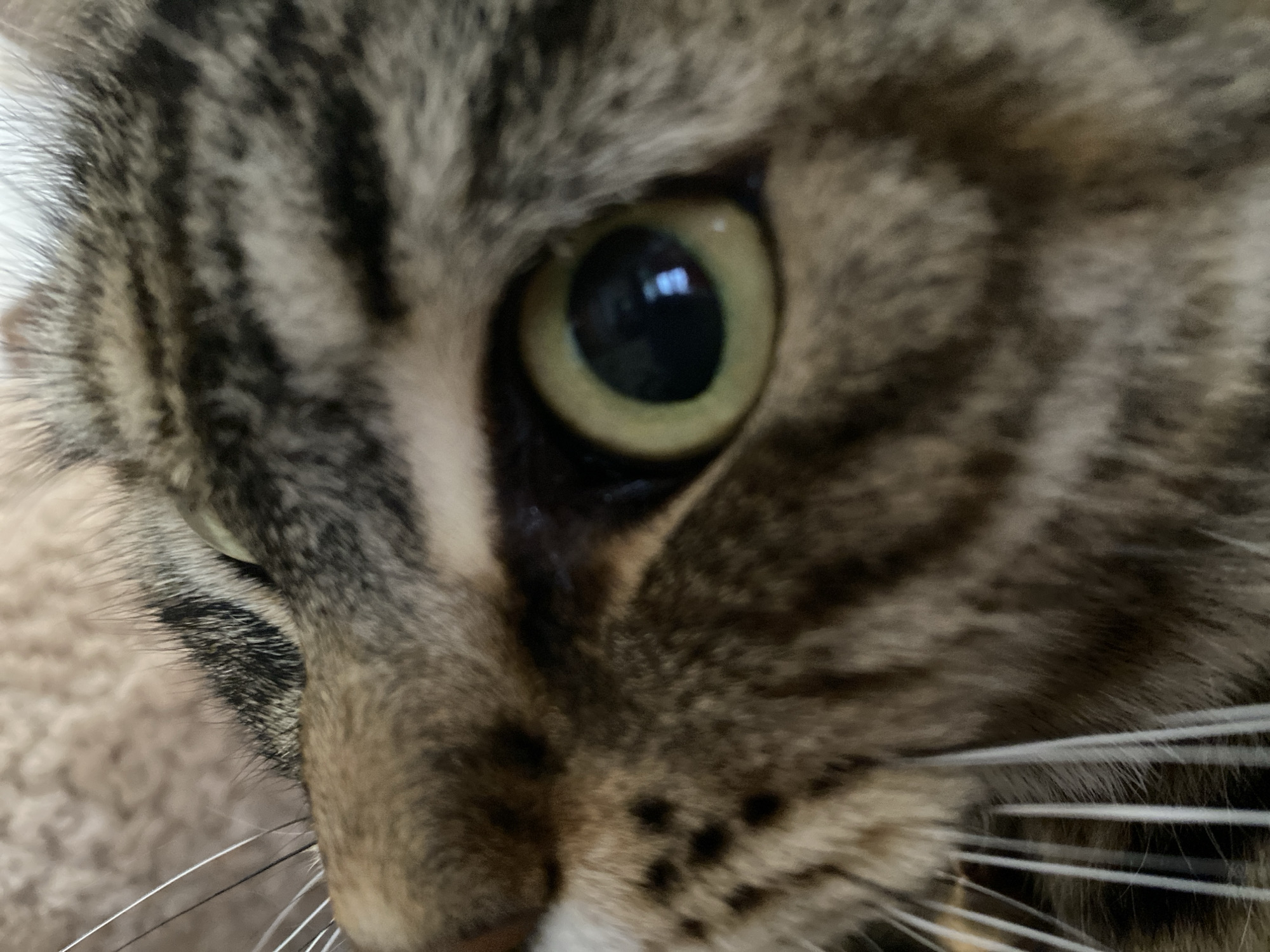 This is a close-up, high-angle, macro photograph of a cat's face. The cat has tabby markings with stripes of dark brown and grey on a lighter brown background. The most prominent feature is its eye, which is a bright yellow-green with a dark pupil. The camera focuses on the eye and whiskers, with the rest of the face and surroundings slightly blurred. The background is a soft, fuzzy texture, likely a blanket or carpet. There is no indication of the city of Maykop, Russia, in this image.