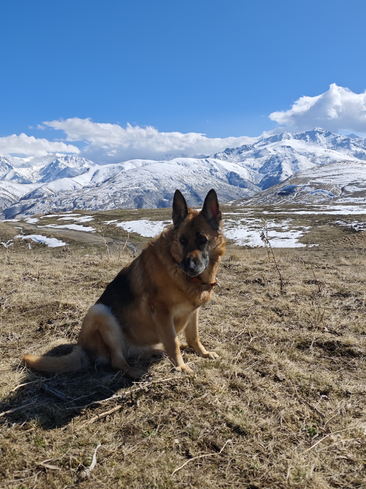 A medium, full shot shows a tan and black German Shepherd dog sitting on a brown, grassy hillside beneath a blue sky with clouds in Tyrnyauz, Russia. The dog faces the viewer. In the background are snow-covered mountains. The hillside in the midground contains patches of snow.