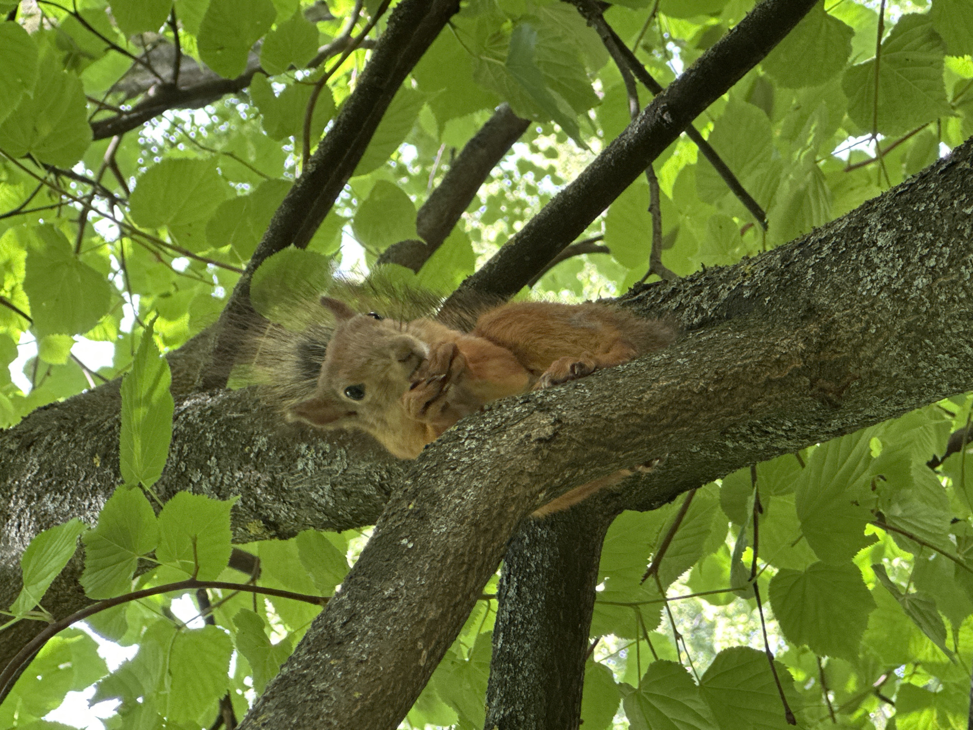 In Ostafievo, Russia, a red squirrel is perched on a tree branch, holding a nut with its paws and eating it. The squirrel has a bushy tail and is looking directly at the camera. The tree is surrounded by lush green leaves, creating a natural and vibrant backdrop. The scene is captured outdoors, under natural daylight.