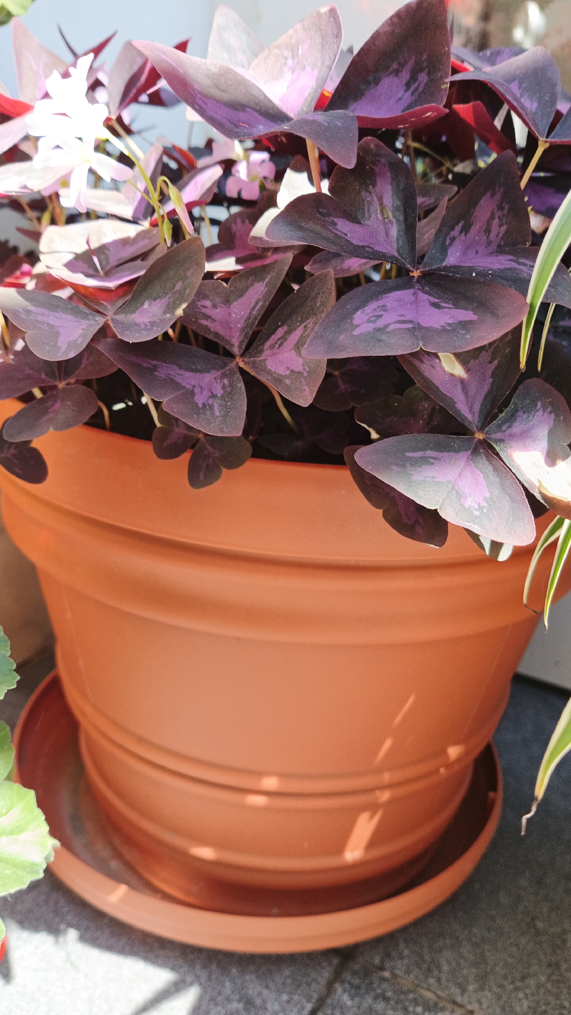 A close-up, eye-level shot shows a potted plant with triangular, deep purple and pink leaves, possibly an Oxalis triangularis, inside a terracotta pot with a matching saucer. The pot is situated outdoors on a gray, tiled surface, with sunlight casting shadows. A portion of a neighboring plant with green and white variegated leaves is visible on the right side of the frame. The background is out of focus, showing a bright, light-colored wall or sky. There are no people or animals present. The scene appears to be in an urban outdoor setting, potentially a balcony or patio, in Kryvyi Rih, Ukraine.