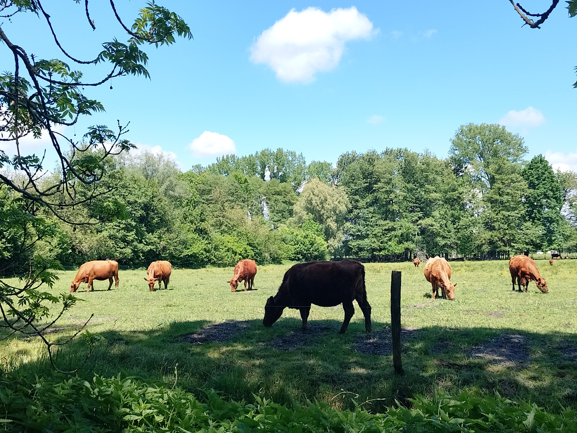 The image depicts a field with six cattle grazing on the green grass. The backdrop features a line of trees, and the sky is blue with scattered white clouds. Part of a tree with sparse leaves is visible in the foreground on the left side of the image. The location is in the city of Unknown, Unknown.