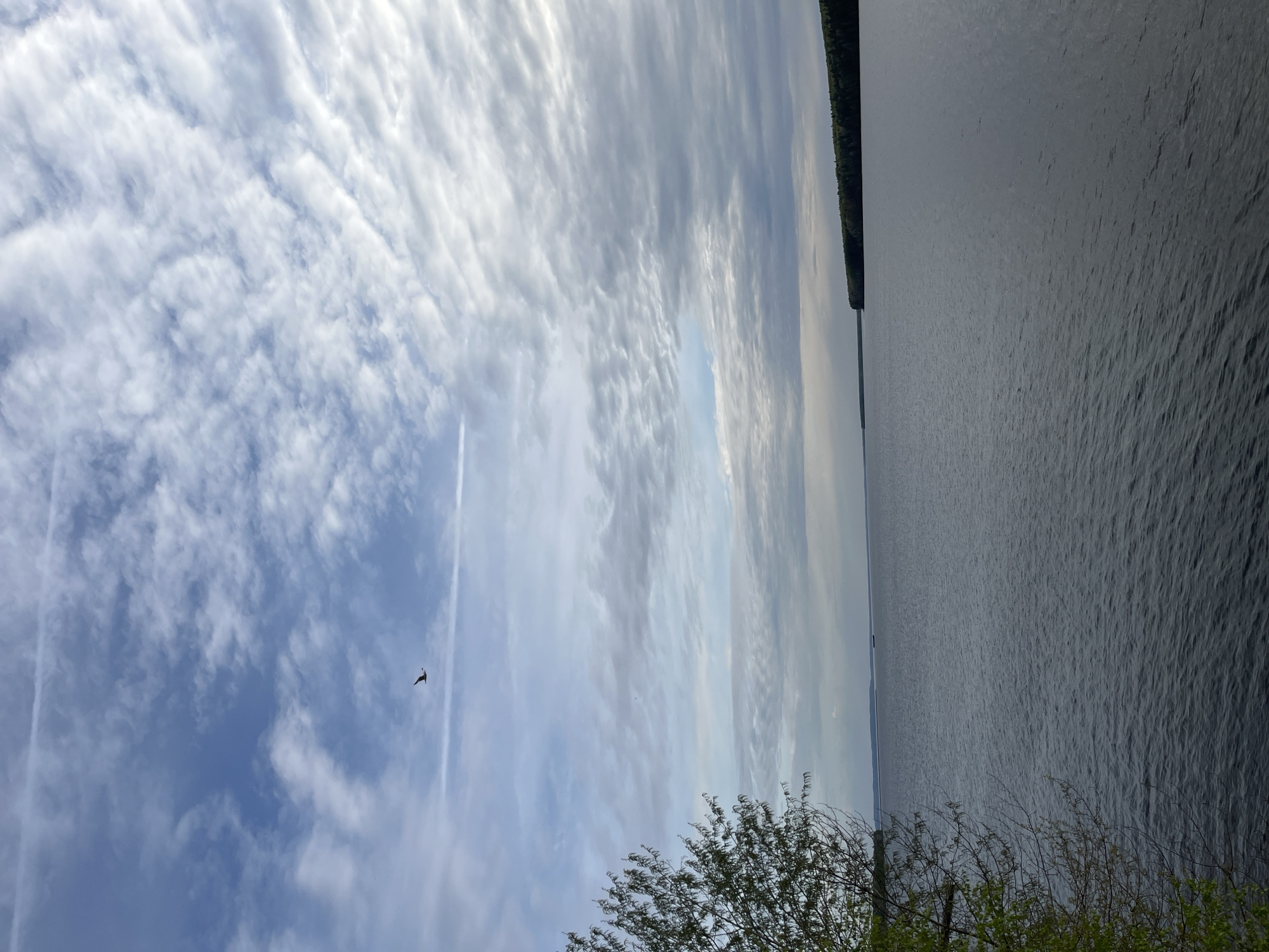 The image depicts a view of the Kama River in Chaikovsky, Russia. The sky is filled with a mix of blue patches and elongated, streaky clouds, with a contrail visible. A single bird is seen in flight against the sky. The water is dark and appears to be slightly choppy. On the opposite bank, a strip of dense, dark green trees is visible. In the foreground, the tops of trees and bushes can be seen along the shoreline.