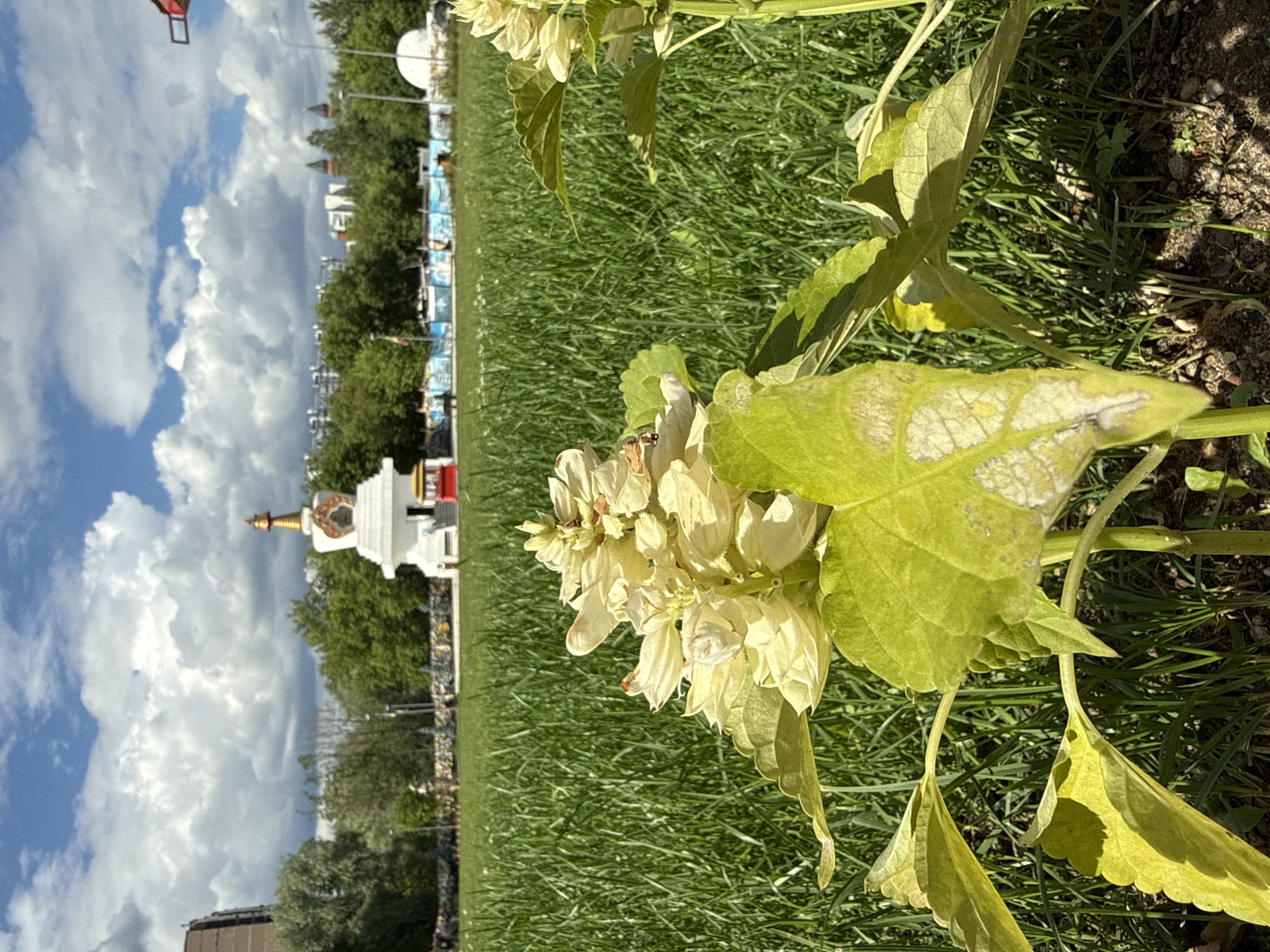 The image depicts a Stupa in Moscow, Russia. In the foreground, a yellow flower with green leaves is prominently displayed, with its bloom partially obscuring the view of the background. The Stupa, a white tiered structure with a golden spire, is located in the middle ground, surrounded by lush green grass. Beyond the Stupa, a line of trees forms a backdrop, and behind the trees, modern buildings and a few older structures with red roofs are visible. The sky is partly cloudy with a mix of blue sky and white cumulus clouds. The overall scene appears to be a park or a public garden on a sunny day.