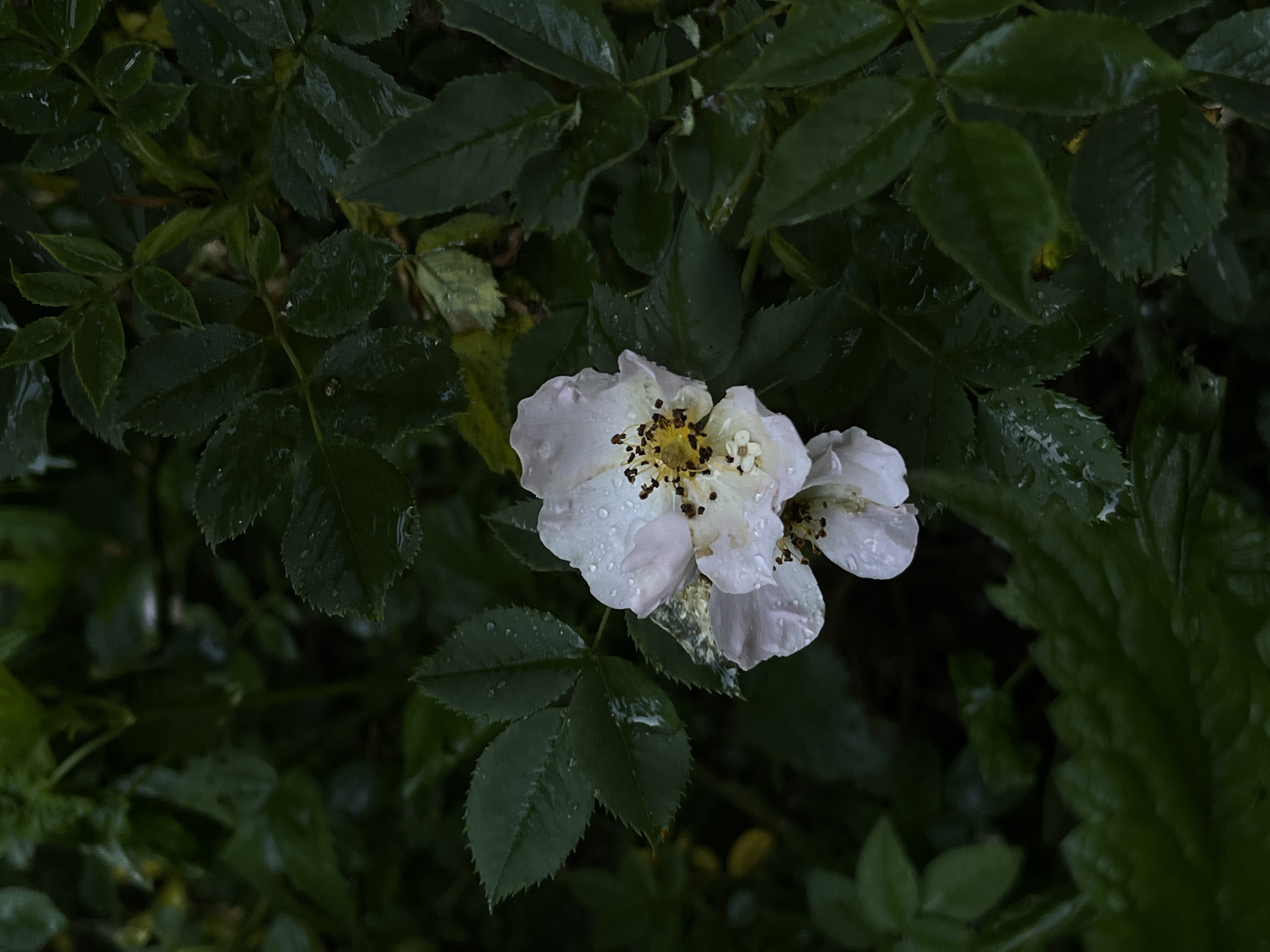The image shows a close-up of a white rose with water droplets on its petals and surrounding dark green leaves. The rose is in the center of the frame, with its stamens visible. The background is composed of lush foliage, suggesting an outdoor setting. The scene is photographed in a portrait orientation with a shallow depth of field, focusing attention on the flower. There are no people or animals visible in the image. The lighting is diffused, indicative of overcast weather or shade. The location is identified as Briukhovychi, Ukraine.