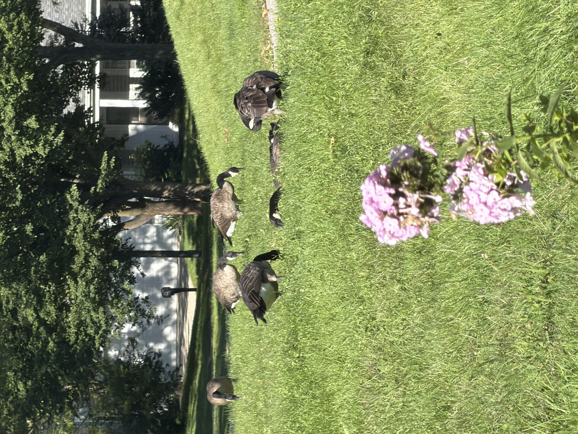 A flock of Canada geese is scattered across a manicured green lawn. In the background, a white house with a porch is partially visible, with mature trees casting dappled shadows on the wall. A mailbox stands near the edge of the lawn. In the foreground, a cluster of pink flowers adds a splash of color to the scene. The geese are in various poses, some grazing, some standing, and one appears to be preening. The overall impression is one of a peaceful suburban setting.