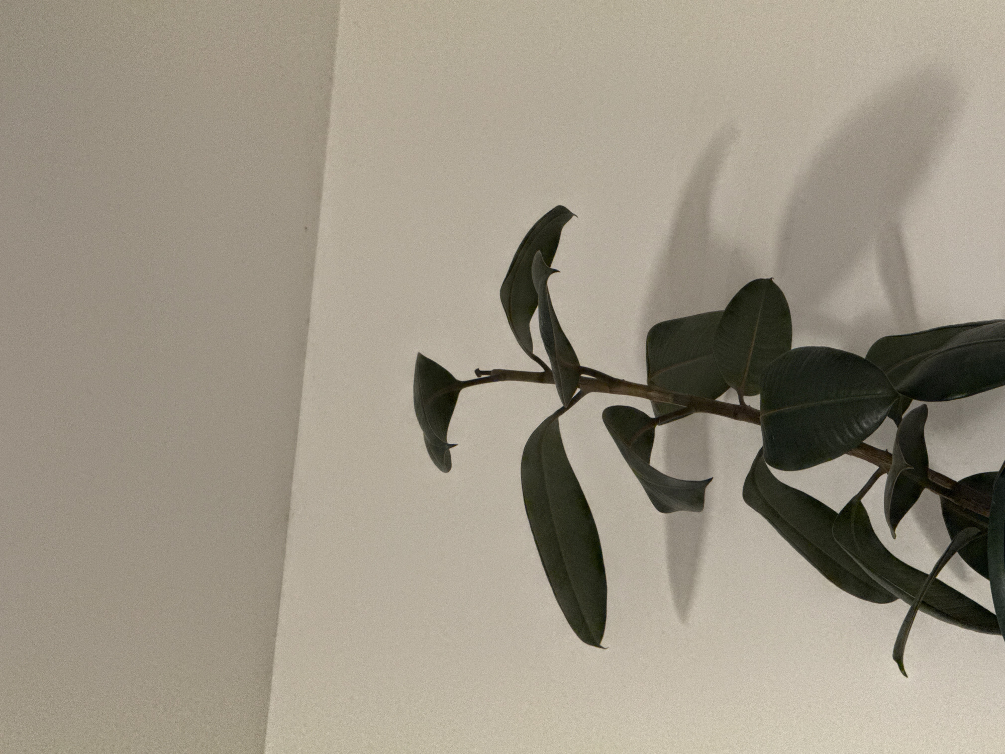 An indoor close-up shot captures a portion of a dark-leafed plant with a light-colored wall and ceiling in the background. The plant's stem is visible, branching out to support several large, ovate leaves. The leaves are a deep green with a matte finish and appear to be glossy. The shadow of the plant is cast on the wall, creating a subtle contrast. The lighting suggests an indoor environment, with the light source appearing to be from the left. There are no people or animals visible in the image. The scene is devoid of any specific landmarks or details that would indicate its location in Budva, Montenegro.