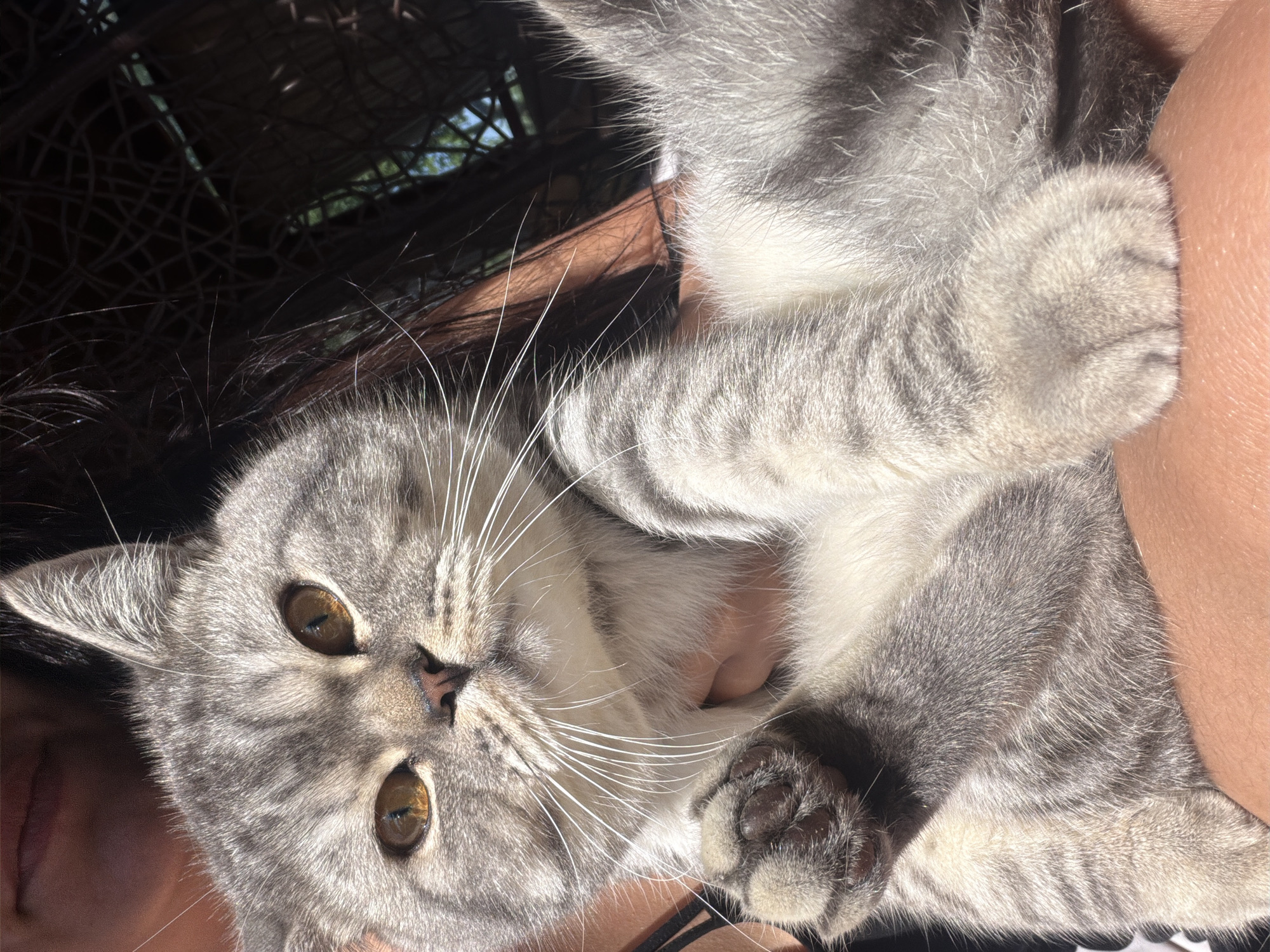 A close-up shot captures a gray tabby cat being held by a person. The cat's head is prominent in the foreground, with its amber eyes looking towards the viewer. Its fur exhibits distinct gray and black stripes. The person's hands are visible cradling the cat, and their skin texture is discernible. The background is out of focus, showing dark, tangled hair and a hint of sunlight filtering through what appears to be an outdoor setting, possibly a park or garden with some structure like a gazebo. There are no discernible landmarks or specific environmental cues to pinpoint a location within Uhornyky, Ukraine. The lighting suggests it is daytime, with strong sunlight creating highlights and shadows. The scene conveys a sense of intimacy between the person and the cat.