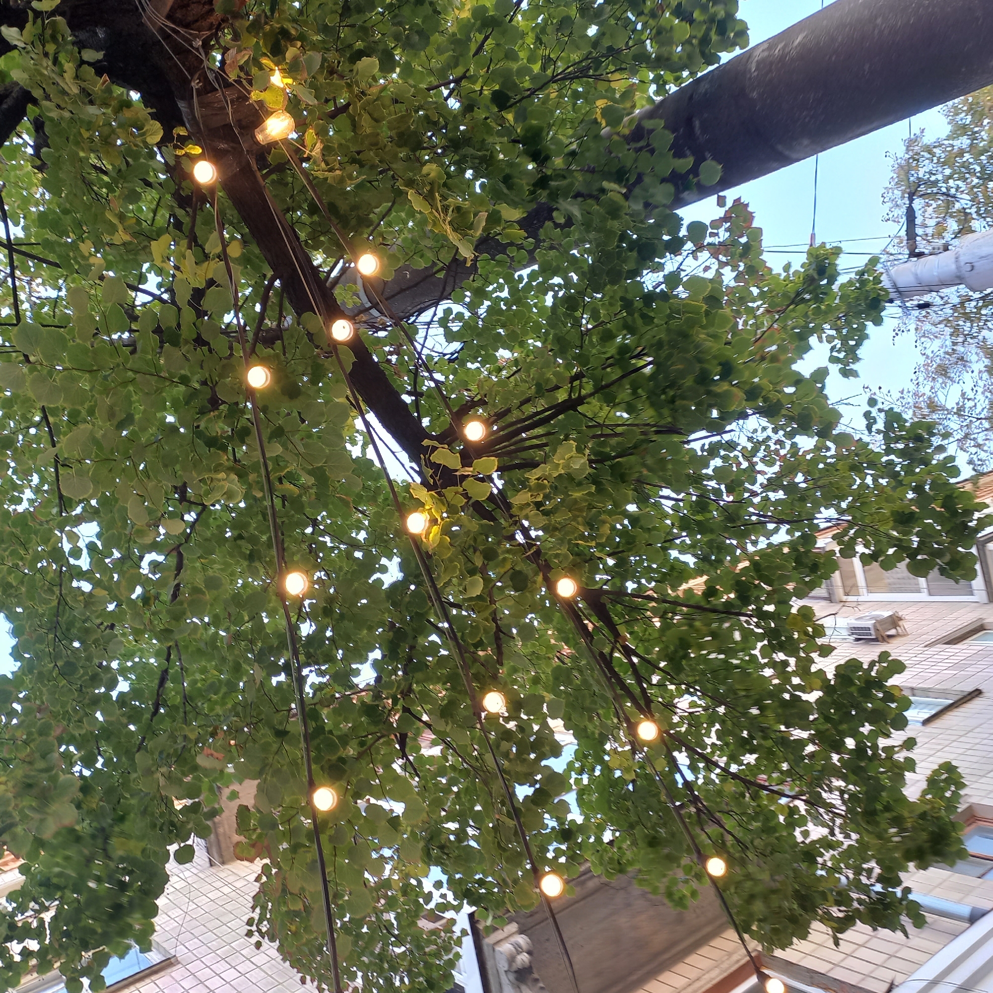 This image captures an outdoor scene in Kropyvnytskyi, Ukraine, beneath a tree with lush green foliage. Strung across the branches are several illuminated string lights, casting a warm glow. To the left, a portion of a building with white tiled walls and windows is visible. The sky above is a clear blue. The overall impression is one of a pleasant, possibly urban, outdoor setting.