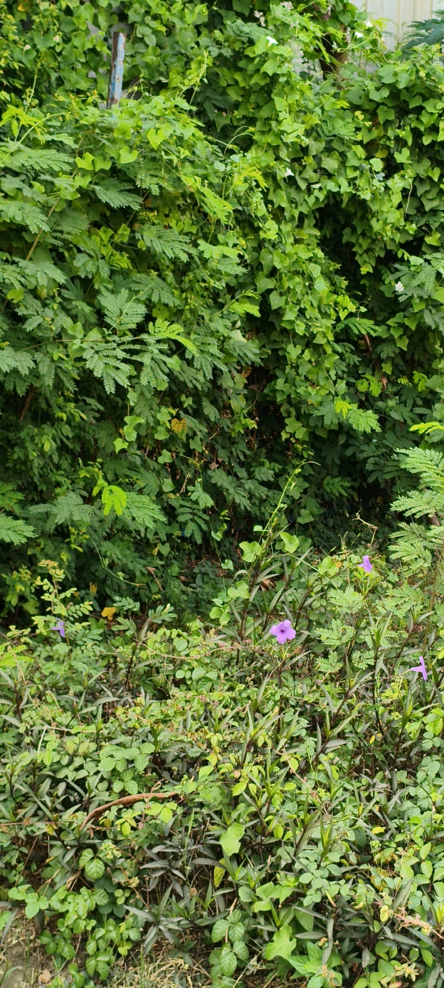 In West Jakarta, Indonesia, a dense green wall of vegetation dominates the frame. The foliage is a mix of broad-leafed plants and feathery, fern-like leaves, creating a textured backdrop. Several small, purple flowers are visible among the lower growth, adding touches of color to the otherwise green scene. A thin, blue-painted metal pole is partially obscured by the leaves towards the upper left of the image. The lighting suggests it is daytime, with dappled light filtering through the dense leaves.