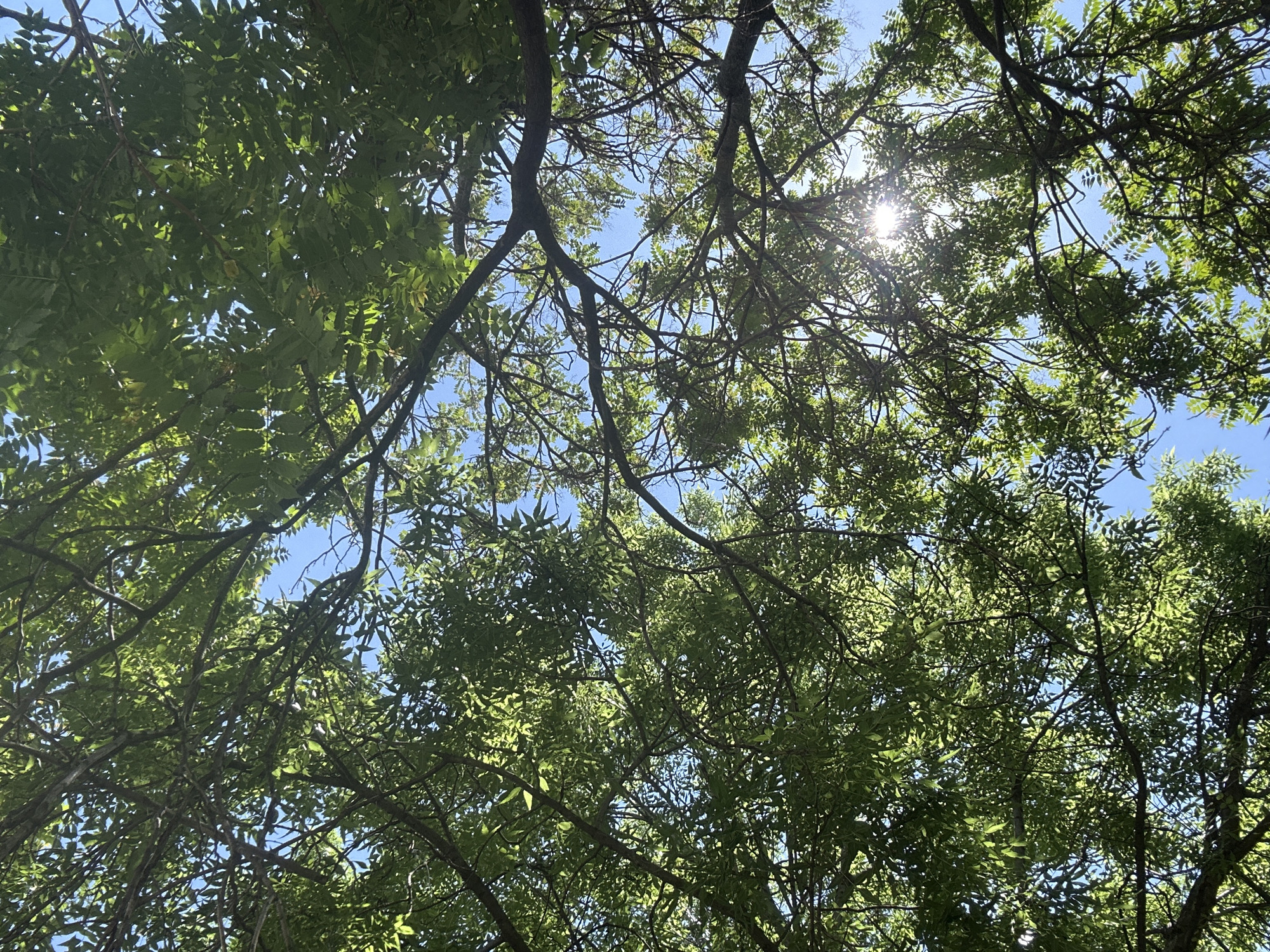 The image shows a view looking up through the canopy of trees towards a clear blue sky. The sunlight is filtering through the leaves, creating a dappled effect. The leaves are green and appear healthy. The branches are dark and crisscross the frame.
While there is no evidence in the image to confirm the location, based on the leaves and the composition of the foliage, the location could plausibly be Sofia, Bulgaria.