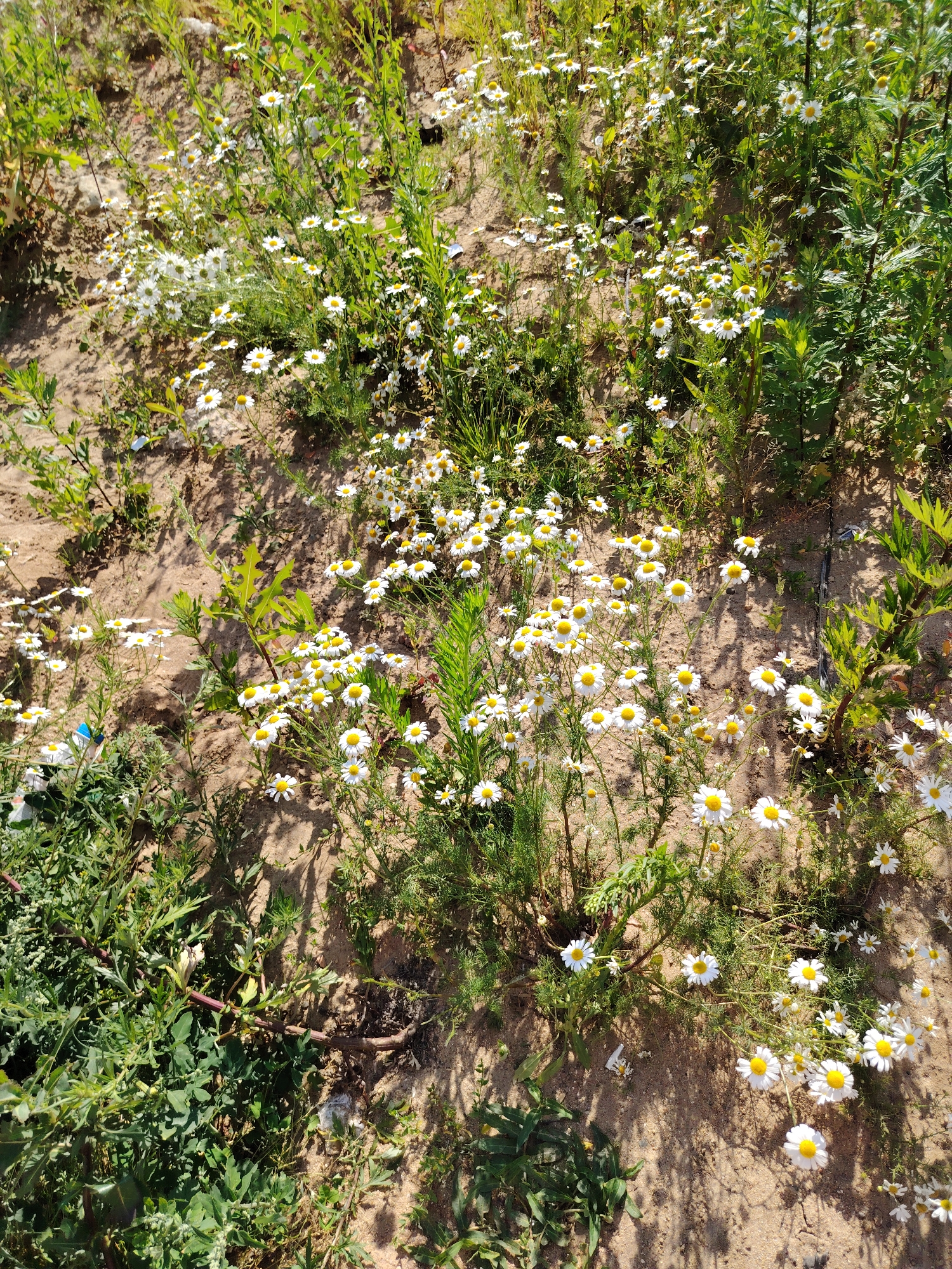 The image shows a sun-drenched, natural setting featuring a patch of wild daisies blooming amidst dry, sandy soil and green foliage. The daisies, with their characteristic white petals and yellow centers, are the primary subjects, scattered across the frame. Some are in full bloom, while others are still budding or have finished flowering. Interspersed with the daisies are various other green plants, including tall, slender stalks and broader-leafed vegetation.
The scene appears to be outdoors, likely in a field, meadow, or embankment, given the natural growth and sandy ground. The lighting suggests it is daytime, with bright sunlight casting distinct shadows from the plants onto the soil, indicating a sunny day. There are no people or specific man-made objects visible, except for a small, blurry blue object near the bottom left which is likely litter.
The overall mood is one of natural beauty and simplicity, a snapshot of a wild, uncultivated area. The image is a still photograph, capturing a moment in time and does not depict any activity or event. There is no visible text in the image. The focus is on the delicate beauty of the daisies and the texture of the natural environment.