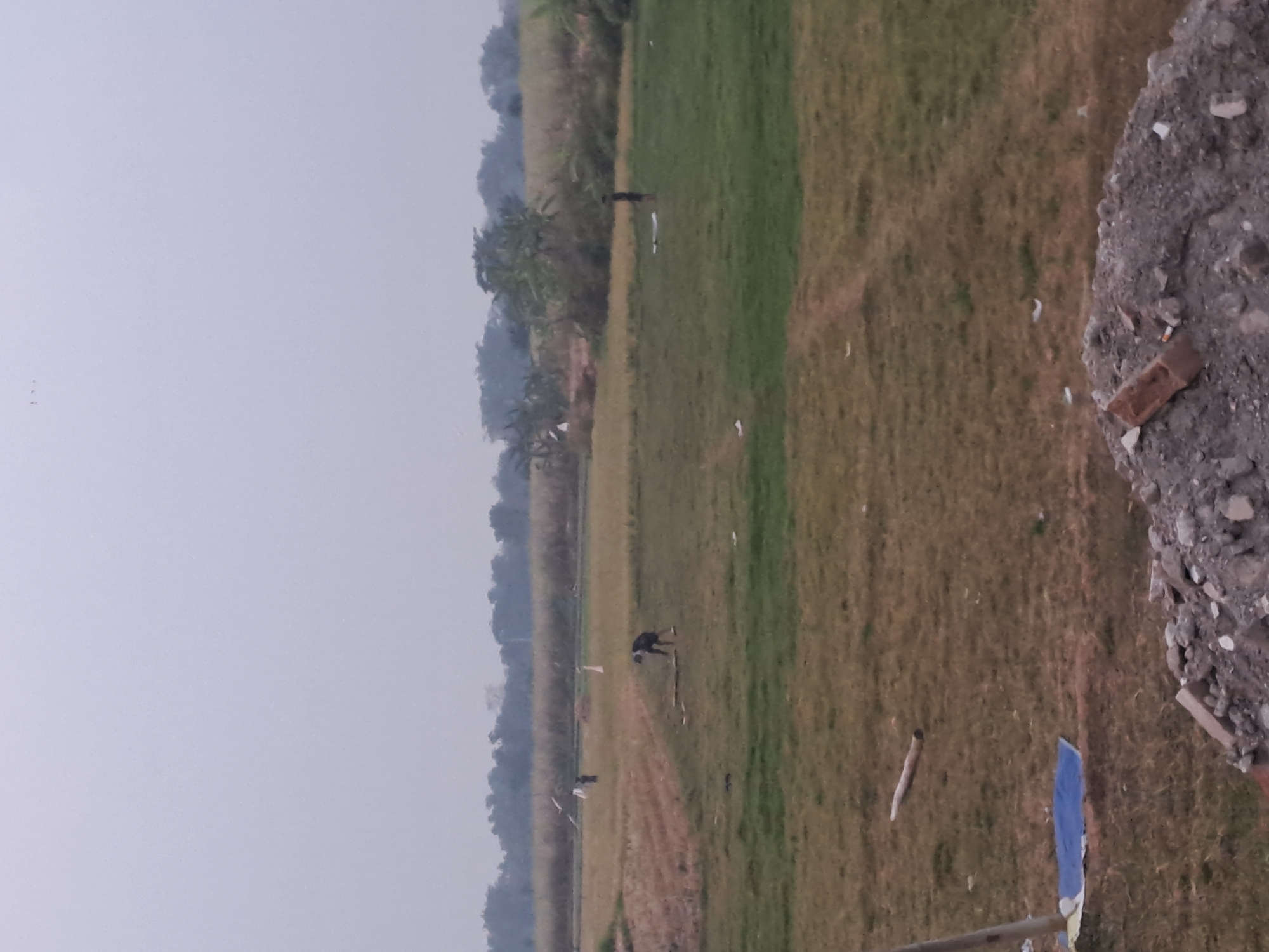 The image depicts a rural landscape, likely a field, in or near Singgahan, Indonesia. The sky is overcast with a pale, uniform gray hue, suggesting either early morning, late afternoon, or a heavily clouded day. In the mid-ground, a person is bent over, seemingly working in a grassy field that transitions to drier, tan-colored earth in the left portion of the frame. Another person, further in the distance and to the right, stands in the field. The background features a line of trees and vegetation, with more distant, hazy foliage suggesting a further rural expanse. In the foreground, a pile of rubble composed of dirt, rocks, and broken bricks is visible, along with a blue tarp and a wooden pole, indicating some form of construction or debris. The overall impression is one of agricultural activity and a somewhat undeveloped environment.