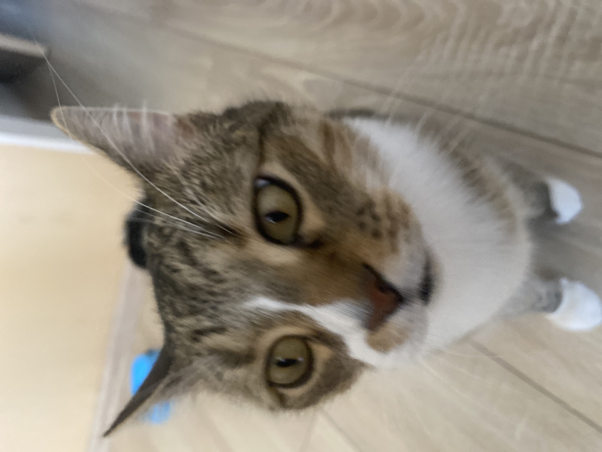 An indoor close-up shot of a tabby cat's face, looking directly at the camera. The cat has green-yellow eyes, white markings on its chest and face, and a pink nose. The background is blurred, showing a light-colored wall and a wooden floor. There is a small blue object in the upper left corner of the image. The scene is likely a residential setting. The image does not contain any information that would allow for the determination of its location in Novokuybyshevsk, Russia, or any specific city.