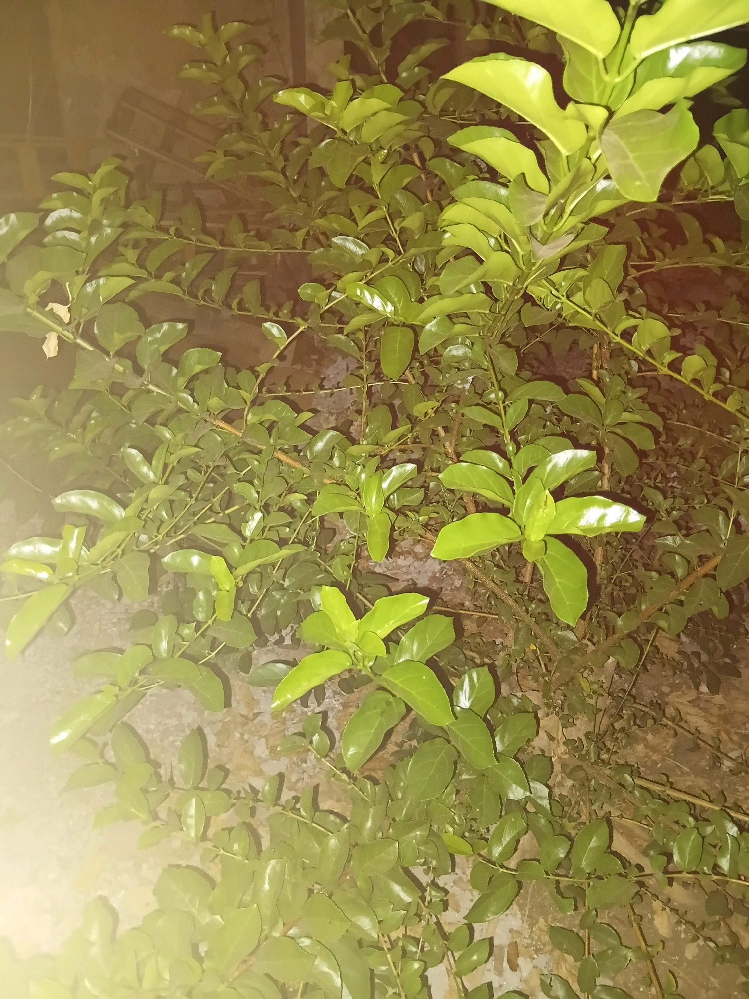The image shows a dense cluster of green leafy plants, possibly a shrub or hedge, with some branches visible. The lighting is dim and appears to be artificial, casting a warm glow and creating some soft focus on the leaves. The background is dark and indistinct, suggesting it might be nighttime or a shaded area. The leaves are varied in size and shape, with some showing a glossy sheen. There is no visible indication of location within Cikal, Indonesia, or any specific environmental features that would pinpoint a place within that city. The scene is static and appears to be a close-up shot of the foliage.