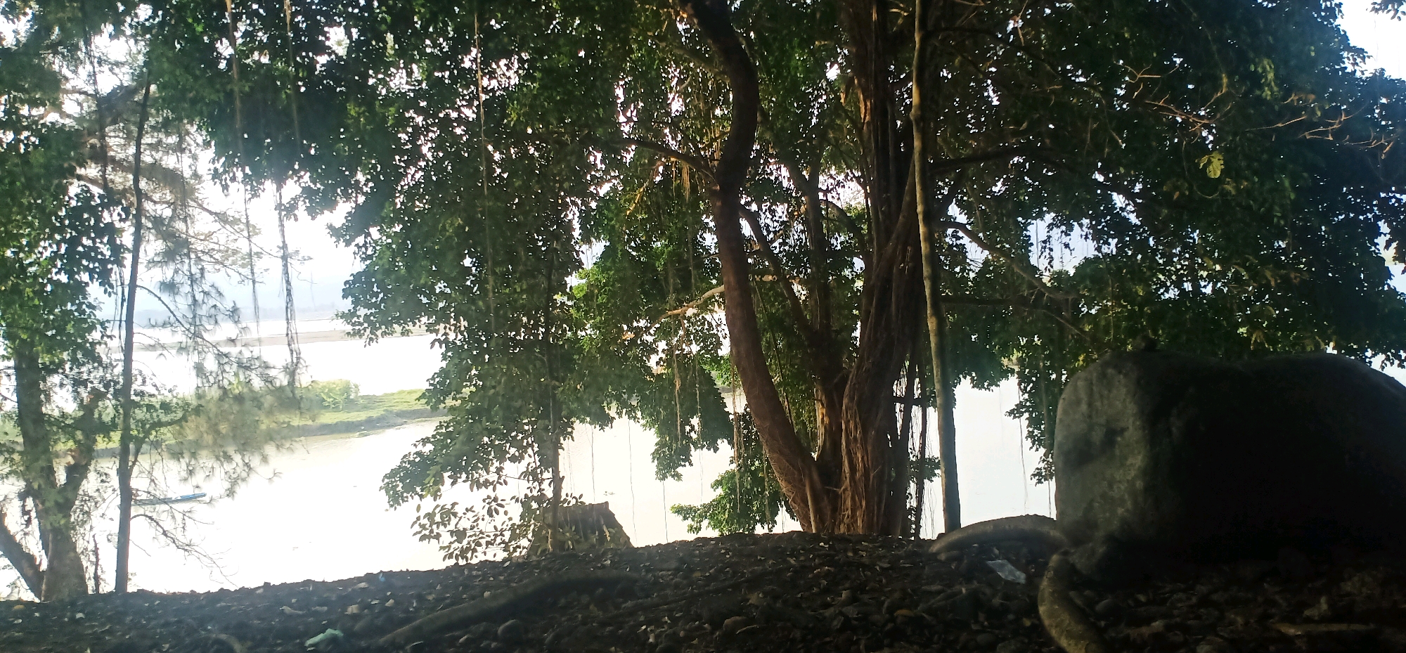 The image depicts a natural scene in Bawang, Indonesia, characterized by lush vegetation and a body of water. A large, mature tree with thick branches and hanging aerial roots dominates the foreground, its dense canopy partially obscuring the sky. The ground in the immediate foreground is covered with dark soil, scattered stones, and some debris, suggesting a somewhat unkempt area.
Beyond the trees, a calm river or lake is visible, reflecting the bright sky. The far bank of the water features a strip of green land with some smaller plants and trees. The lighting suggests it is either early morning or late afternoon, with sunlight filtering through the leaves and creating dappled light effects. The overall ambiance is tranquil and natural.