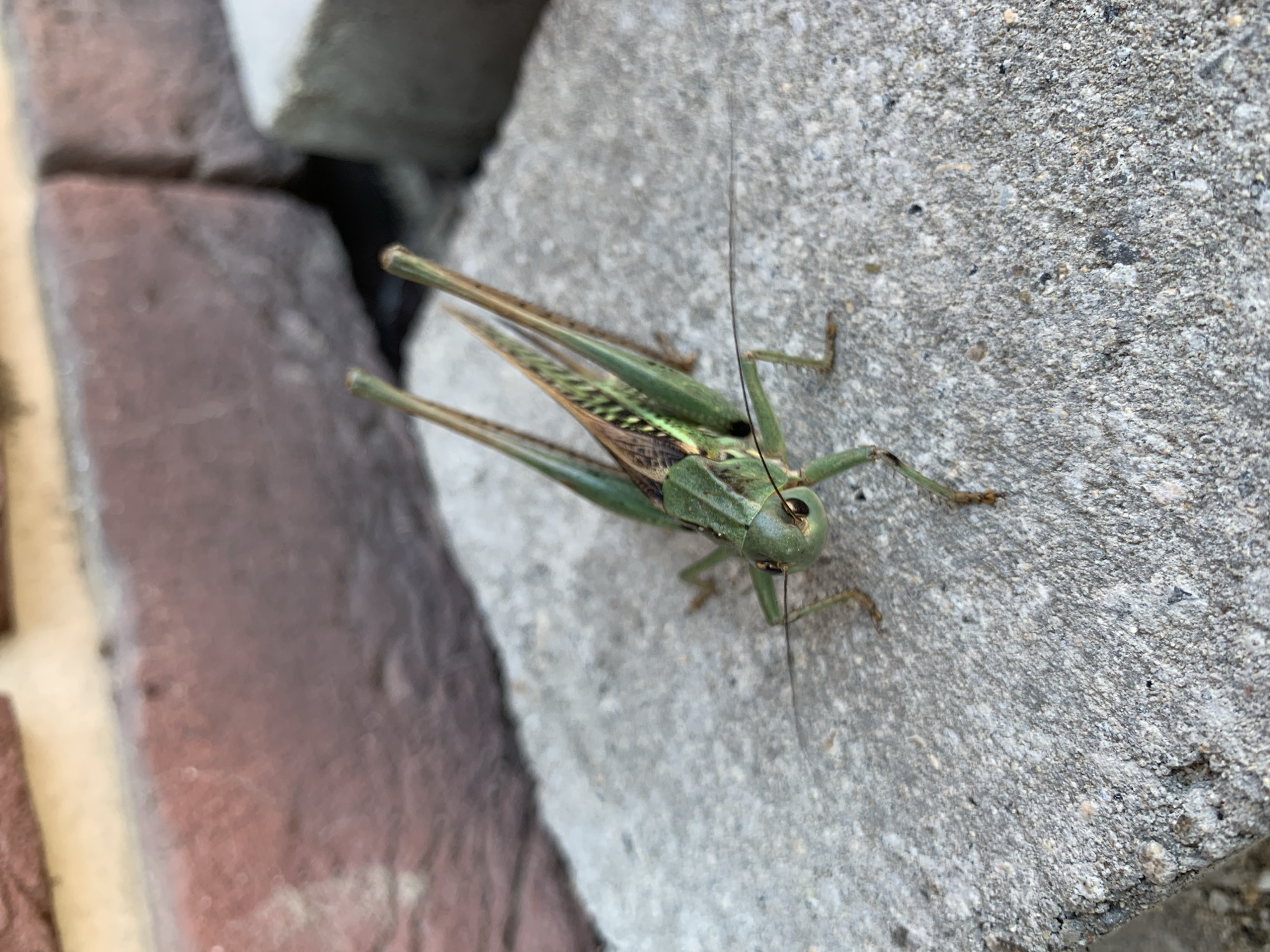 An overhead, close-up shot captures a green katydid resting on a rough, grey concrete surface. The insect's body is predominantly green, with brown markings on its wings. Its long antennae extend forward, with one antenna appearing to reach across the concrete. In the blurred background, the corner of a reddish-brown brick structure is visible, along with a lighter grey, rectangular object. The scene appears to be outdoors, potentially in an urban or suburban setting. This image does not contain any information that would allow for identification of its location within Kropotkin, Russia.