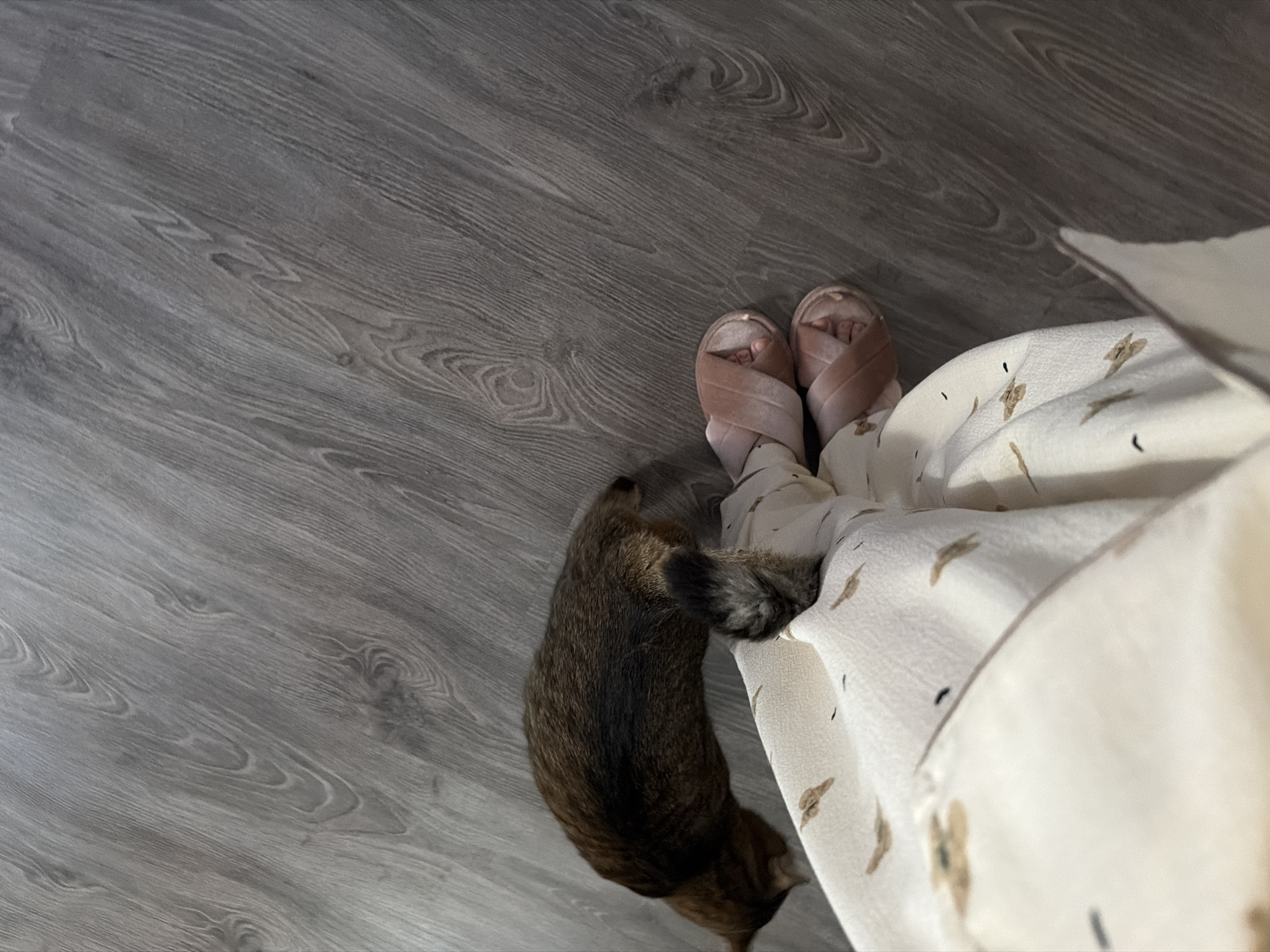 A first-person perspective shot captures a tabby cat in motion on a wooden floor, its hindquarters and tail visible as it walks over a person's legs covered by a cream-colored garment patterned with brown abstract shapes. The person is wearing light pink velvet slippers. The environment is indoors, with the flooring appearing to be laminate or wood planks with a gray tone. There are no visible external features that would indicate a specific location within Mali Kosharyshcha, Ukraine. The lighting is dim, suggesting an indoor setting, potentially a home or similar private space. The focus is on the interaction between the cat and the person's legs, with the cat appearing to be walking past or interacting with the fabric.