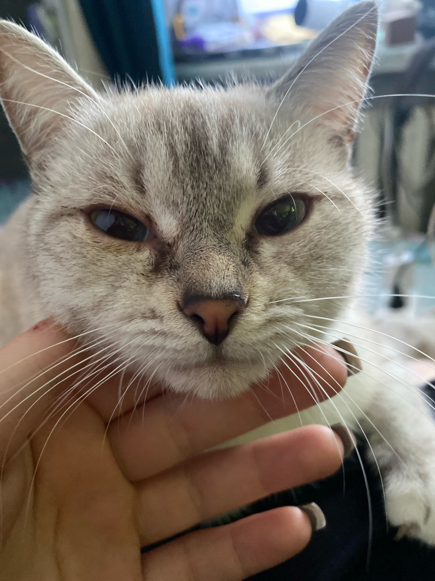 A close-up, eye-level shot captures the face of a light-colored tabby cat. The cat's fur exhibits subtle stripes of gray and tan. Its ears are pointed upwards, and its eyes, one slightly more open than the other, reflect a greenish hue. The cat's nose is a soft pink. A human hand is visible in the foreground, gently supporting the cat's chin and jawline. The fingers of the hand have neatly trimmed, light-colored fingernails. A thin, light brown collar is partially visible around the cat's neck. The background is blurred, suggesting an indoor environment with soft, diffused lighting. The scene does not provide information about its location in Overyata, Russia.