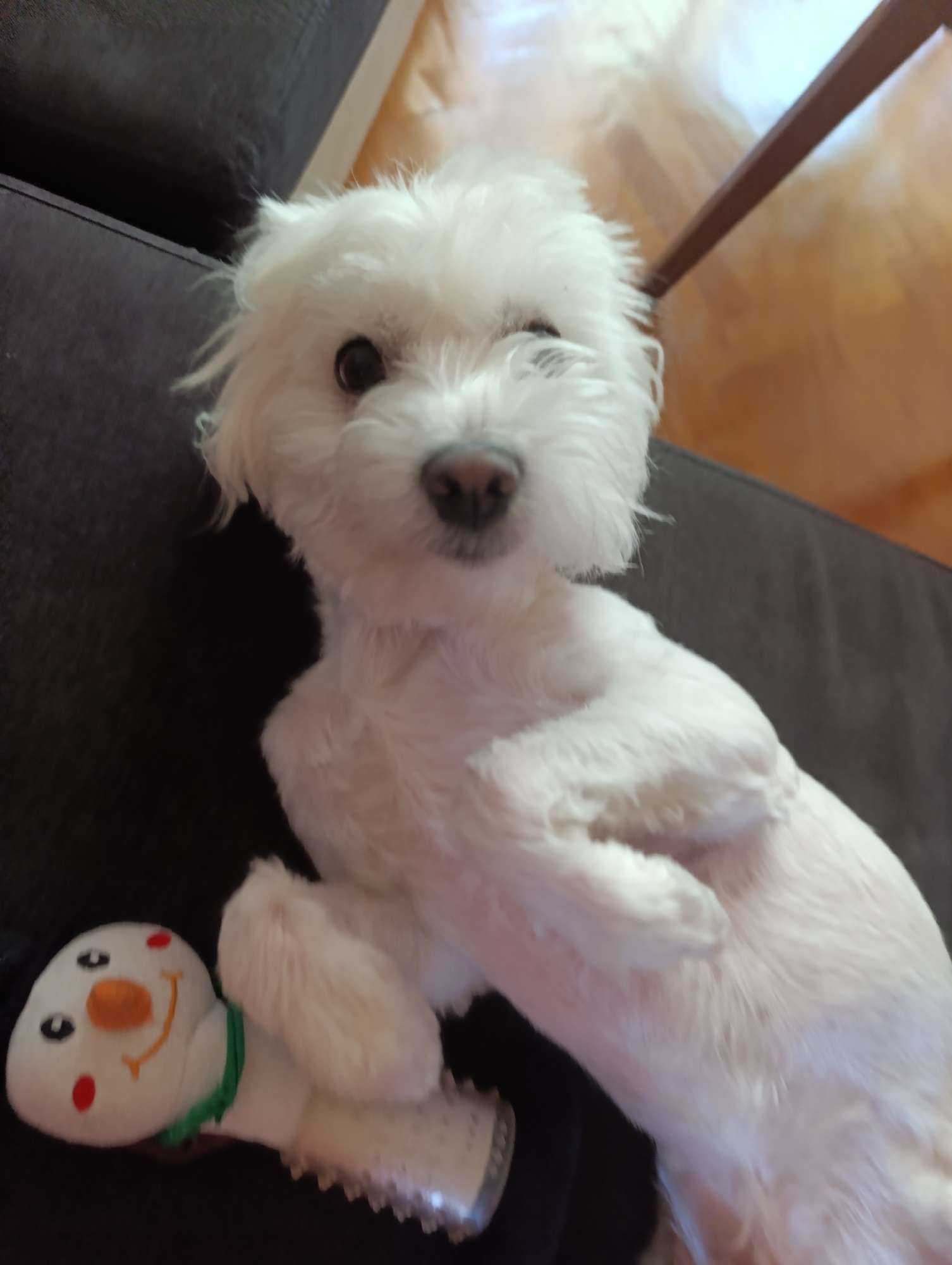A fluffy white dog is lying on a dark surface, possibly a couch. The dog is facing the camera with its head tilted slightly. Its paws are crossed over its chest. To the left of the dog, a plush snowman toy is visible. The snowman has a carrot nose, black eyes, and red cheeks. The background is blurred but appears to be an indoor setting with wooden flooring and a piece of furniture.