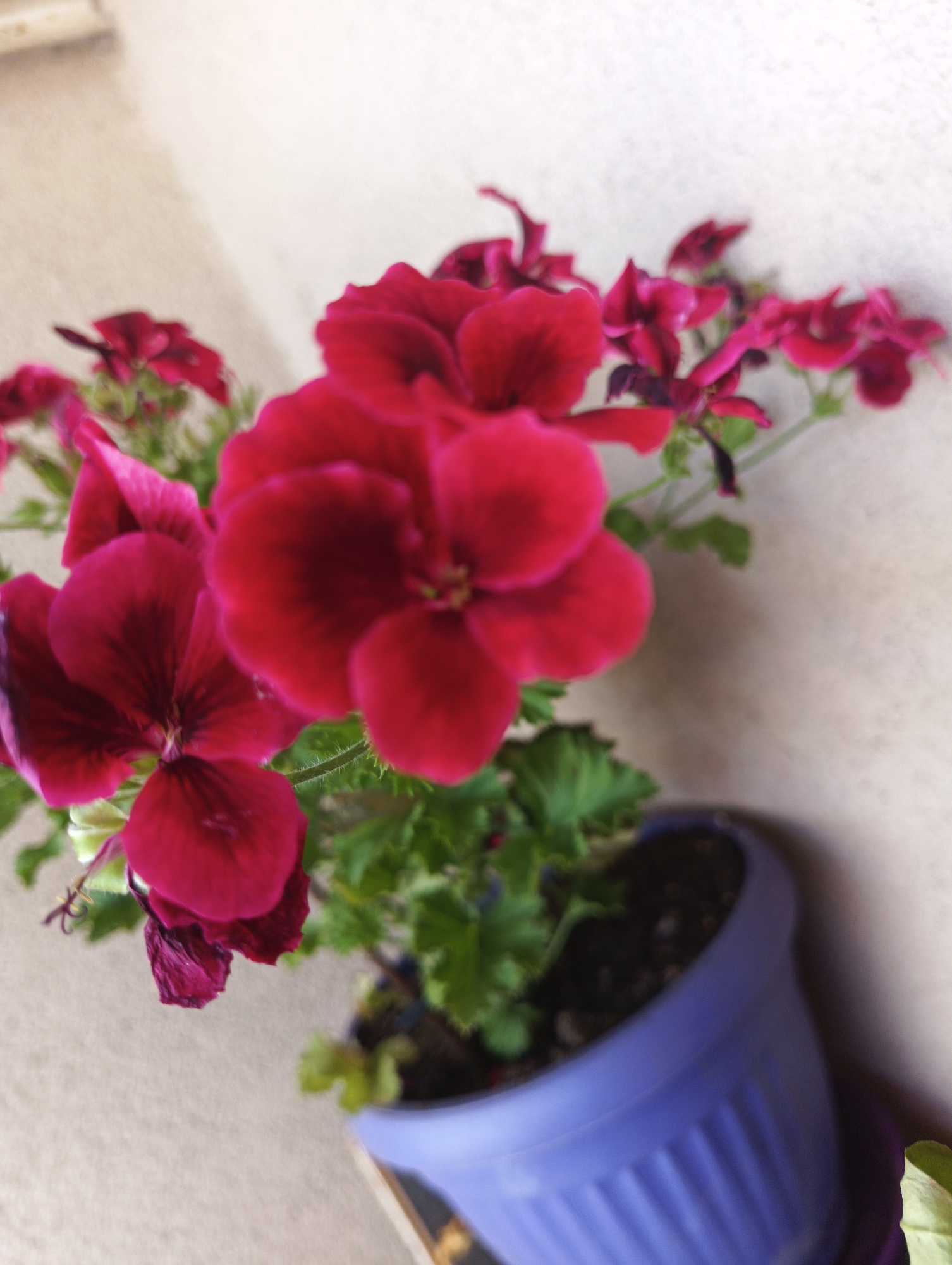 The image shows a close-up, slightly blurry shot of a potted geranium plant with vibrant red-pink flowers. The flowers are the main subject, with several blooms in focus, showcasing their layered petals and dark centers. Green leaves and stems are also visible, providing a contrast to the colorful flowers. The plant is in a ribbed, light purple plastic pot. The background is a textured, pale wall, suggesting an outdoor setting. The lighting suggests it might be daytime, possibly with diffused light as there are no harsh shadows. The overall impression is one of natural beauty and domestic flora. No people are visible, and no text is present in the image. The location is identified as Karnobat, Bulgaria, which implies a residential or garden setting.