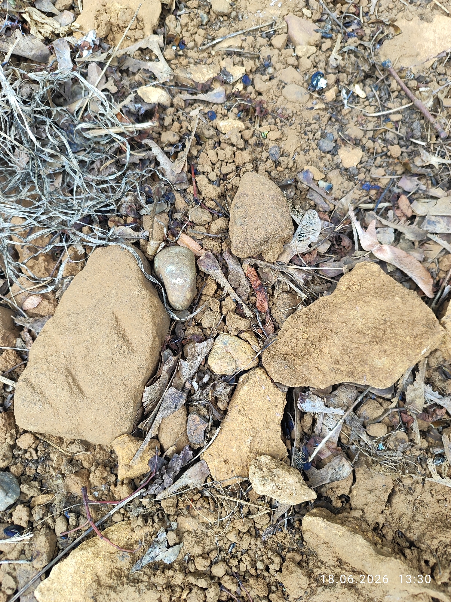 This image shows a close-up, overhead view of dry, dusty ground littered with small rocks, dried leaves, and twigs. In the center of the frame are several larger, light brown rocks of irregular shapes. A piece of thin, silver wire is also visible, tangled among the debris. The ground appears to be a mix of soil and small pebbles. The scene is outdoors, likely in a natural or unkempt area. The timestamp in the lower right corner indicates the image was taken on 18.06.2026 at 13:30. There are no people or discernible human activity visible. The location in the city of Northampton, United Kingdom is not ascertainable from the visual information provided.
